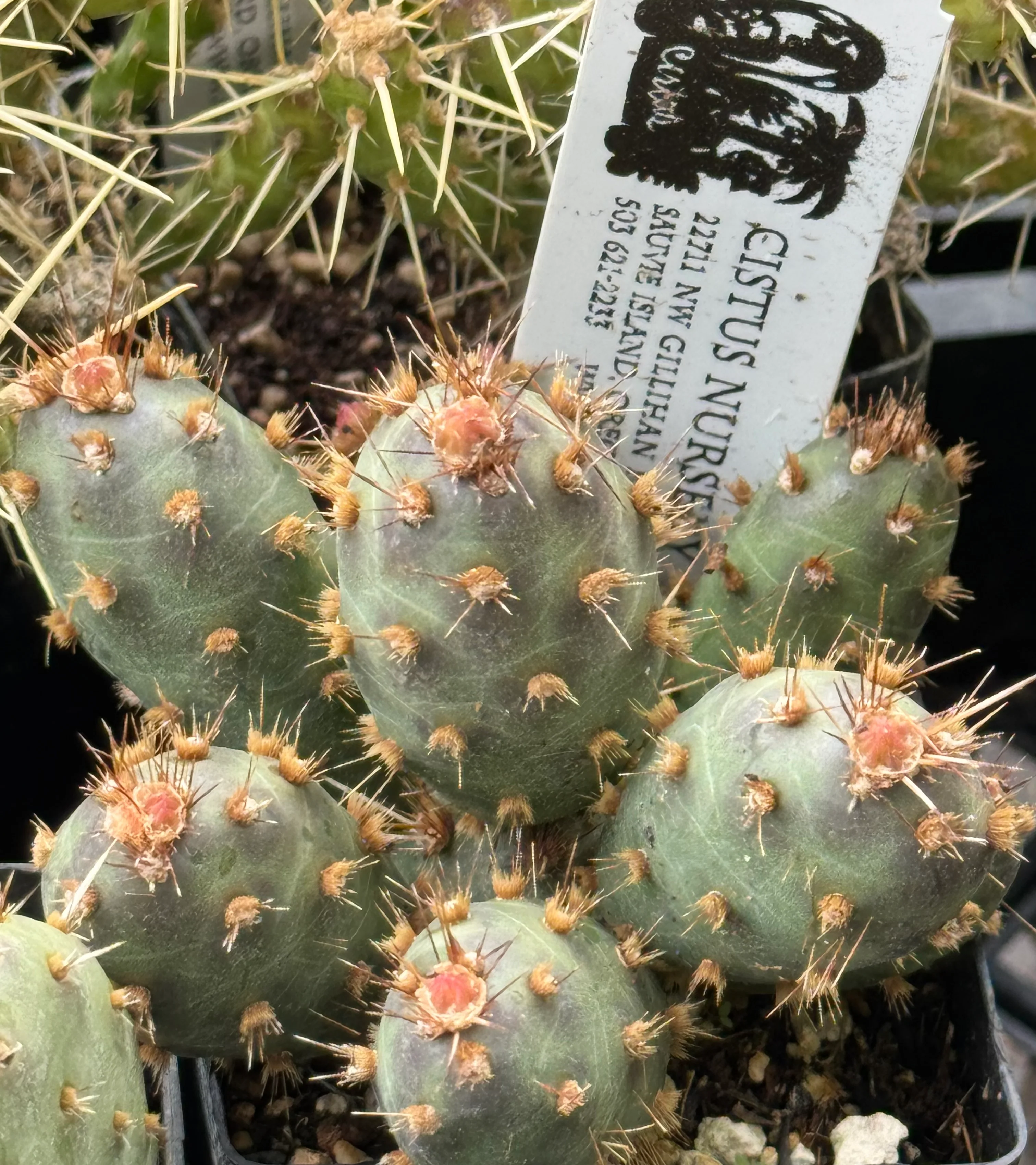 *RETAIL - Opuntia fragilis x 'Mini Pad' - Image 2