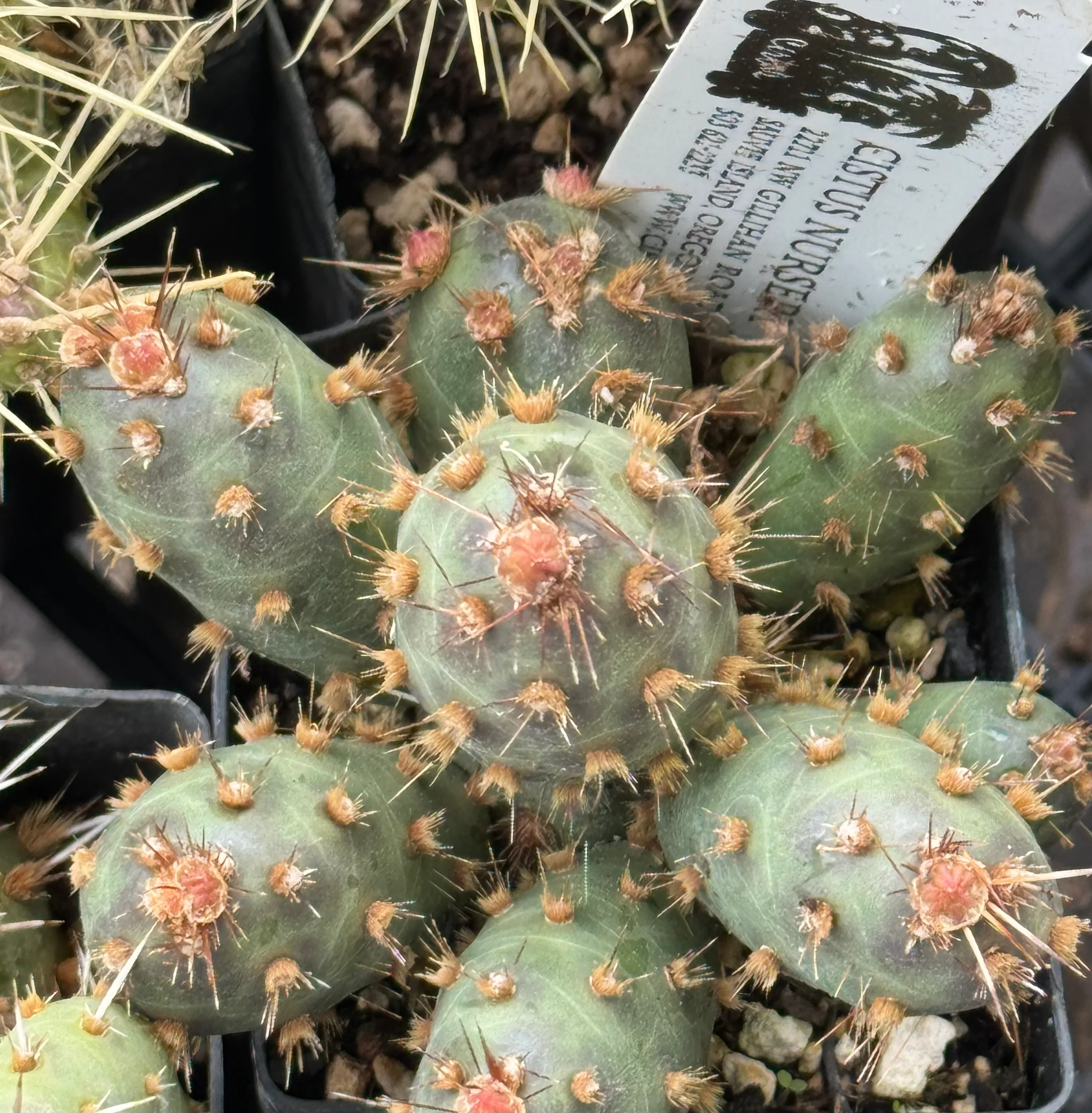 *RETAIL - Opuntia fragilis x 'Mini Pad' - Image 3