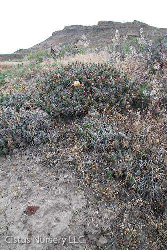 *RETAIL - Opuntia fragilis x polyacantha [Nyssa, Oregon] - Image 2