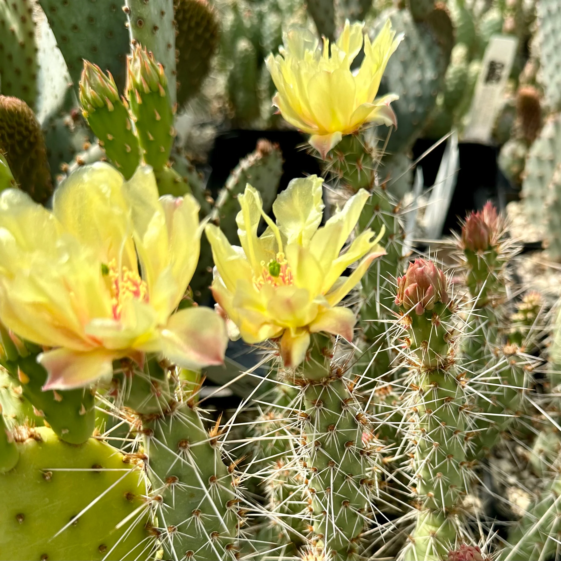 *RETAIL - Opuntia fragilis x polyacantha [Nyssa, Oregon] - Image 3