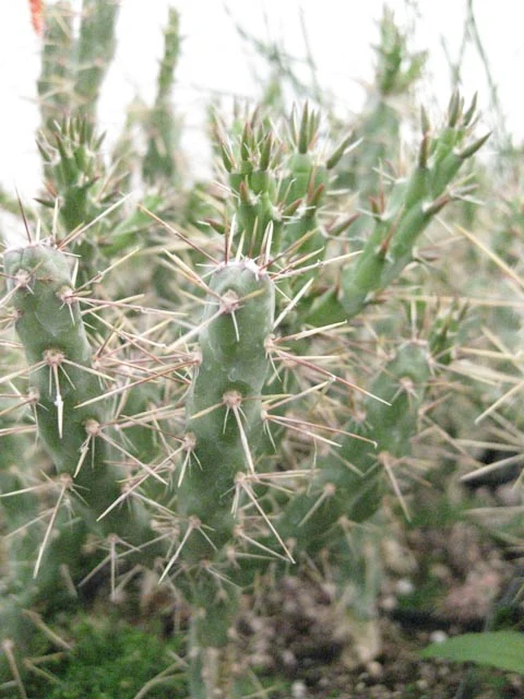 *RETAIL - Opuntia 'Golden Lion' - Image 2