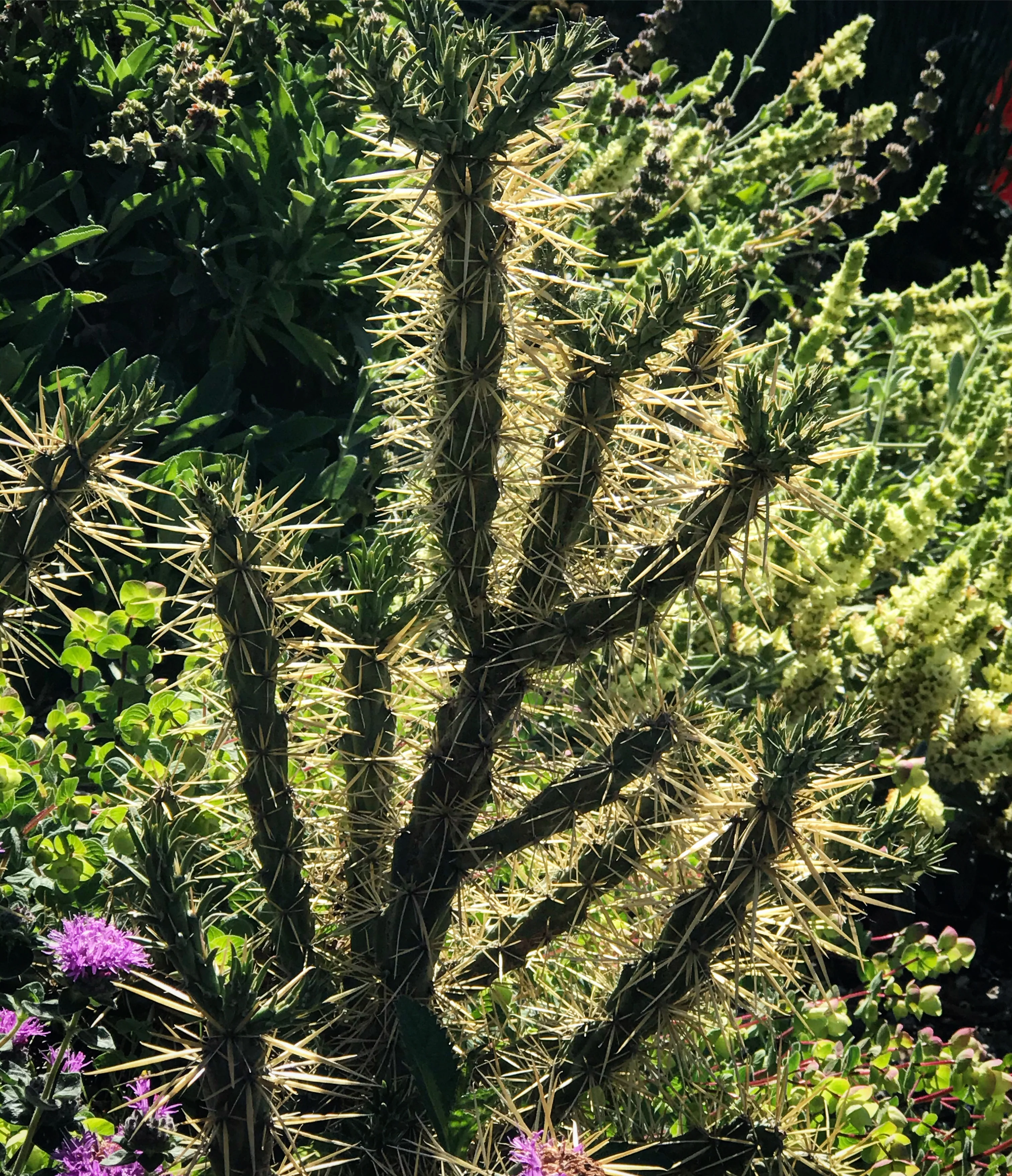 *RETAIL - Opuntia 'Golden Lion' - Image 3