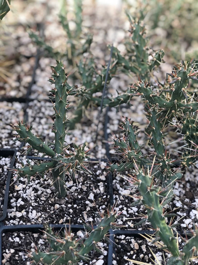 *RETAIL - Opuntia 'Golden Lion' - Image 4
