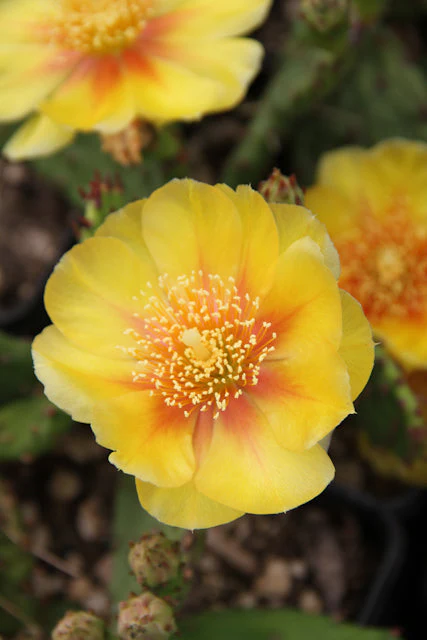 *RETAIL - Opuntia humifusa - dwarf from Claude Barr