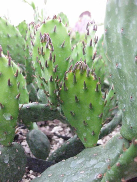 *RETAIL - Opuntia humifusa - dwarf from Claude Barr - Image 2