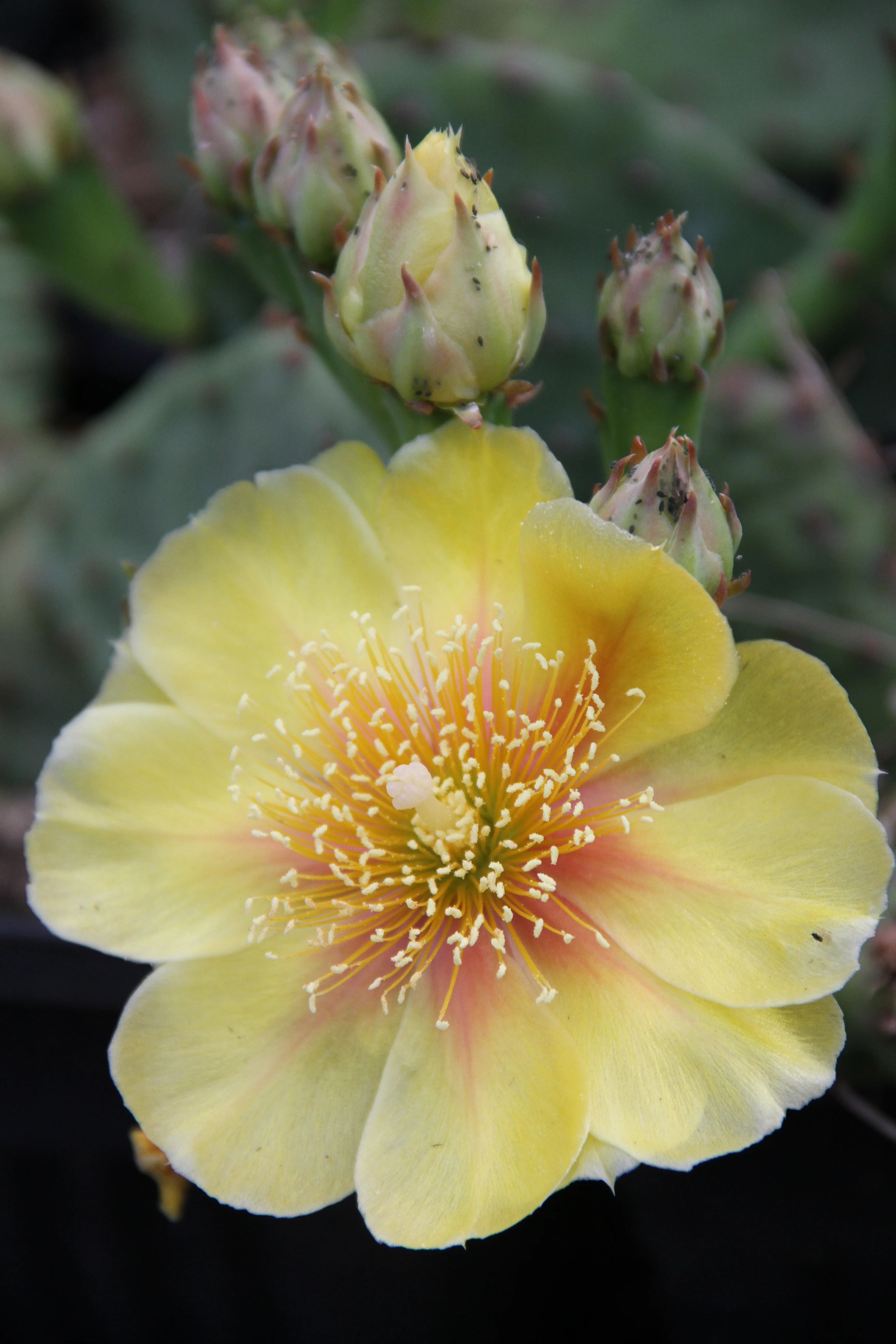 *RETAIL - Opuntia humifusa - dwarf from Claude Barr - Image 4