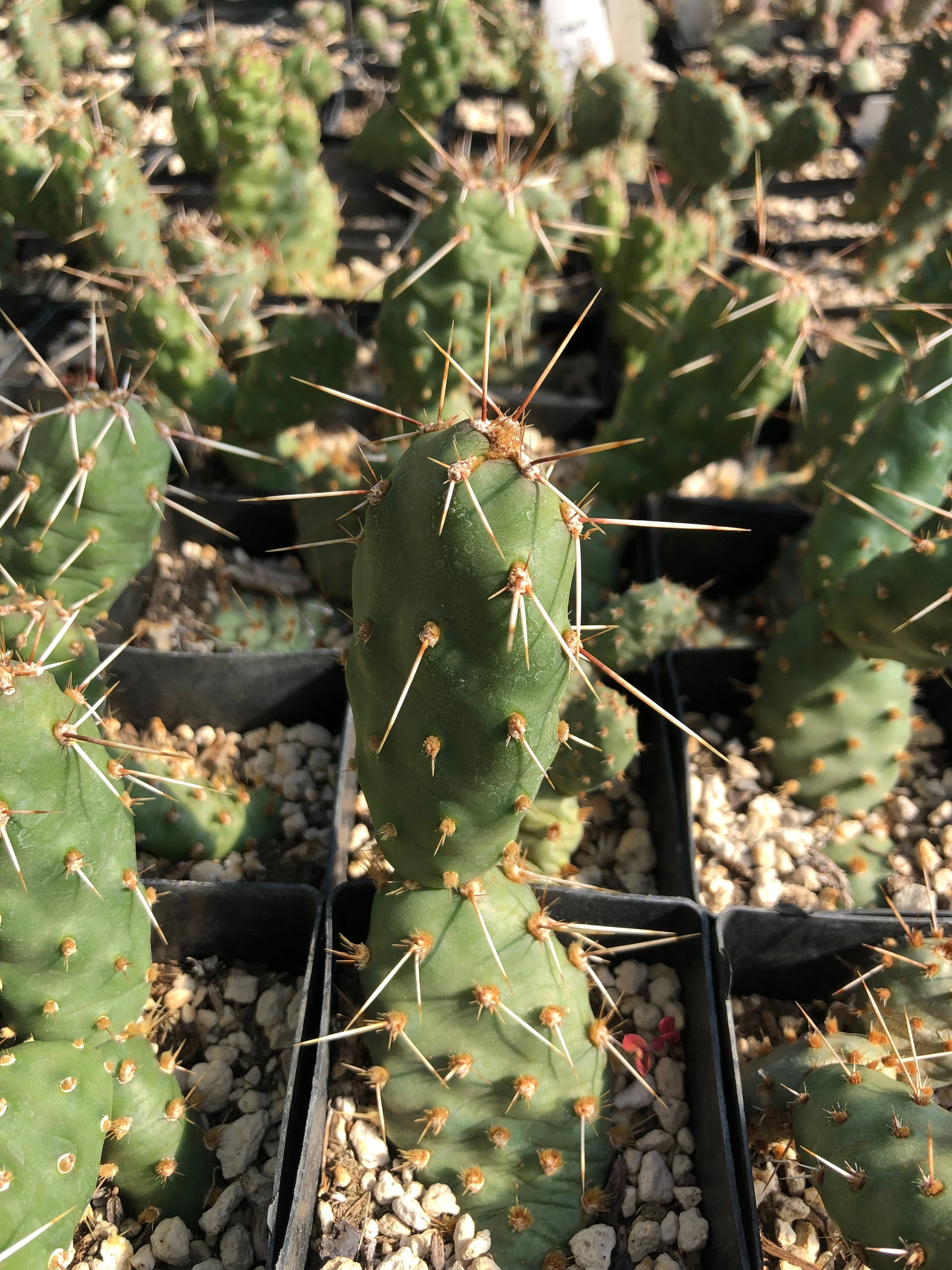 *RETAIL - Opuntia humifusa 'Maxi Pad'