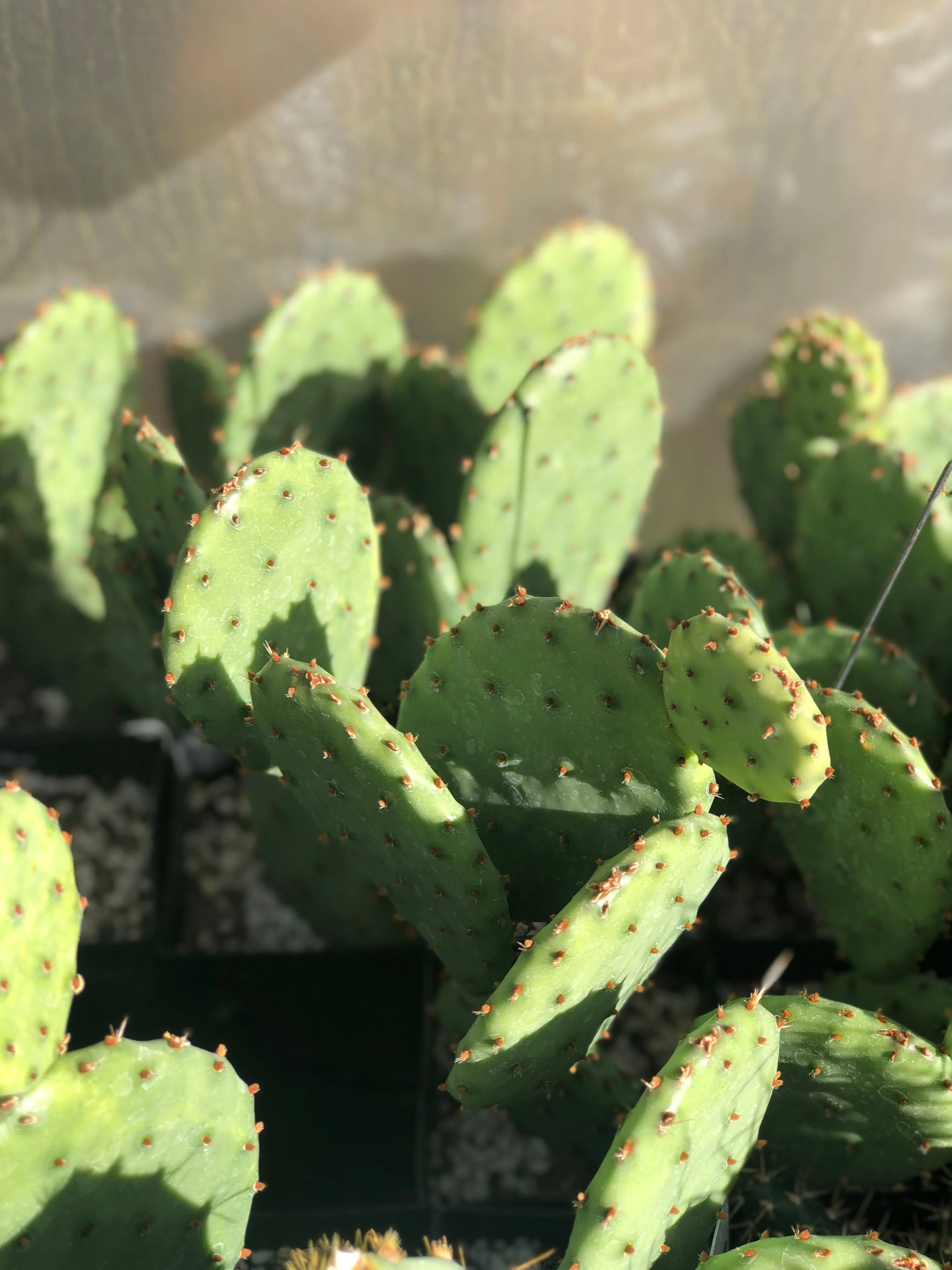 *RETAIL - Opuntia humifusa 'Maxi Pad' - Image 2