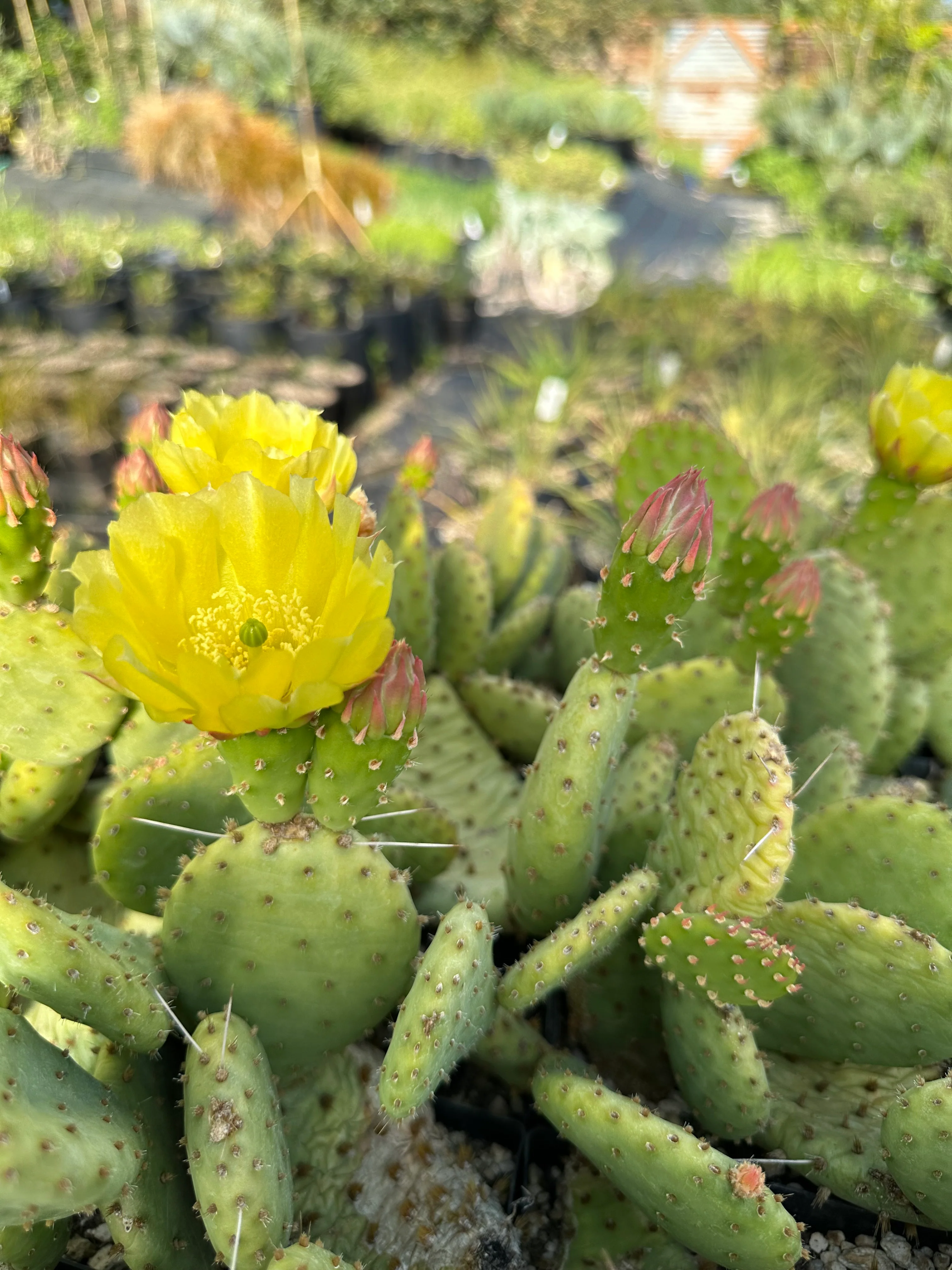 *RETAIL - Opuntia humifusa x macrorhiza