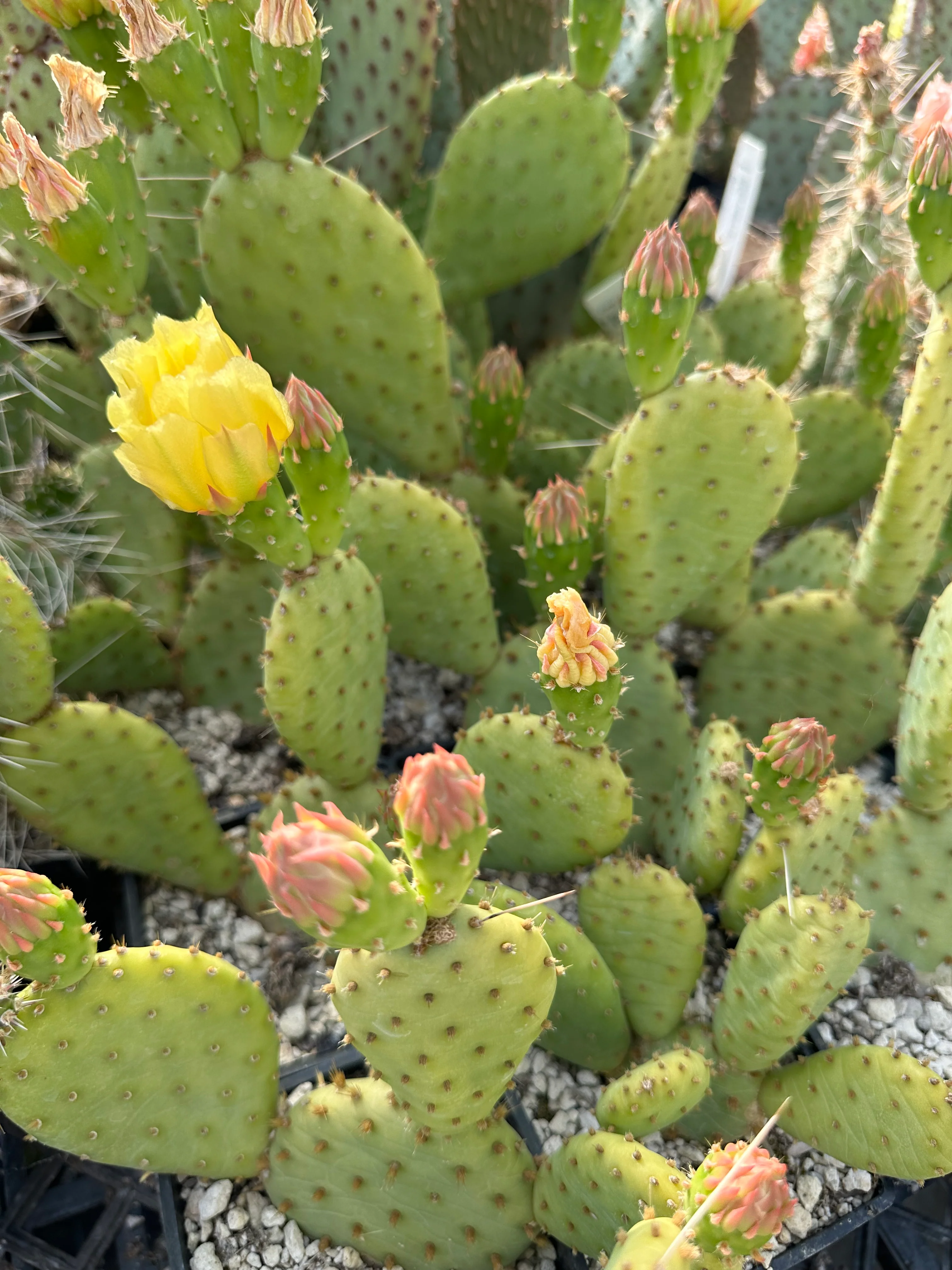 *RETAIL - Opuntia humifusa x macrorhiza - Image 3