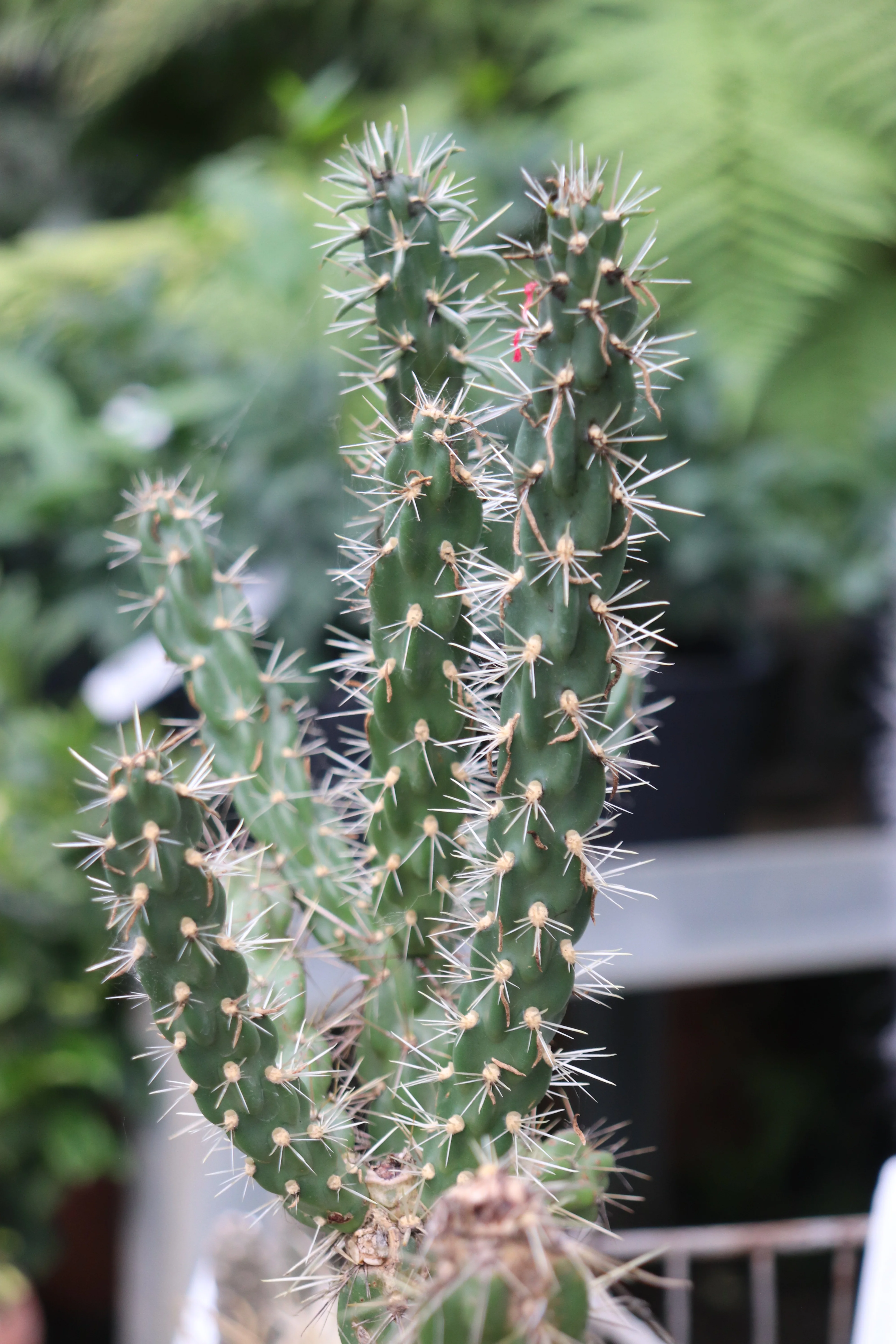 *RETAIL - Opuntia imbricata 'Tim's Purple' - Image 2