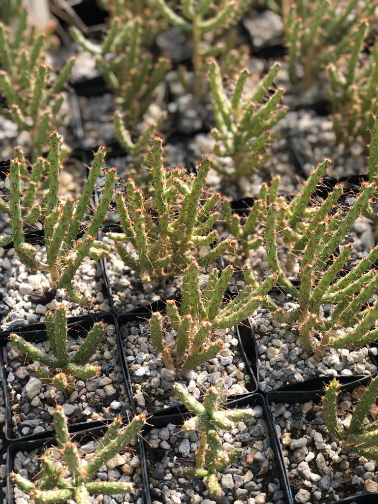 *RETAIL - Opuntia leptocaulis 'Barnhart' - Image 2