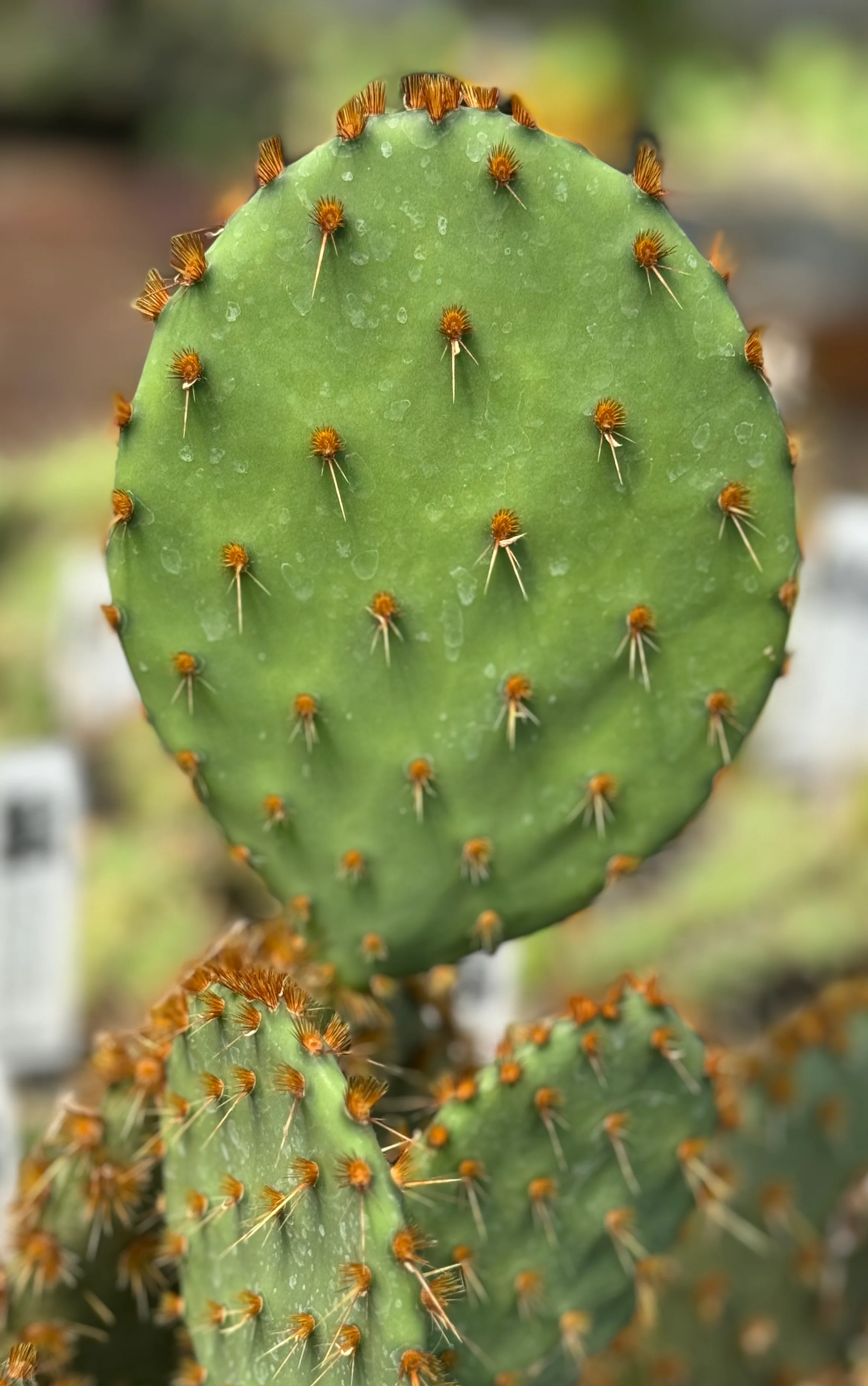 *RETAIL - Opuntia lindheimeri var. aciculata - Image 2