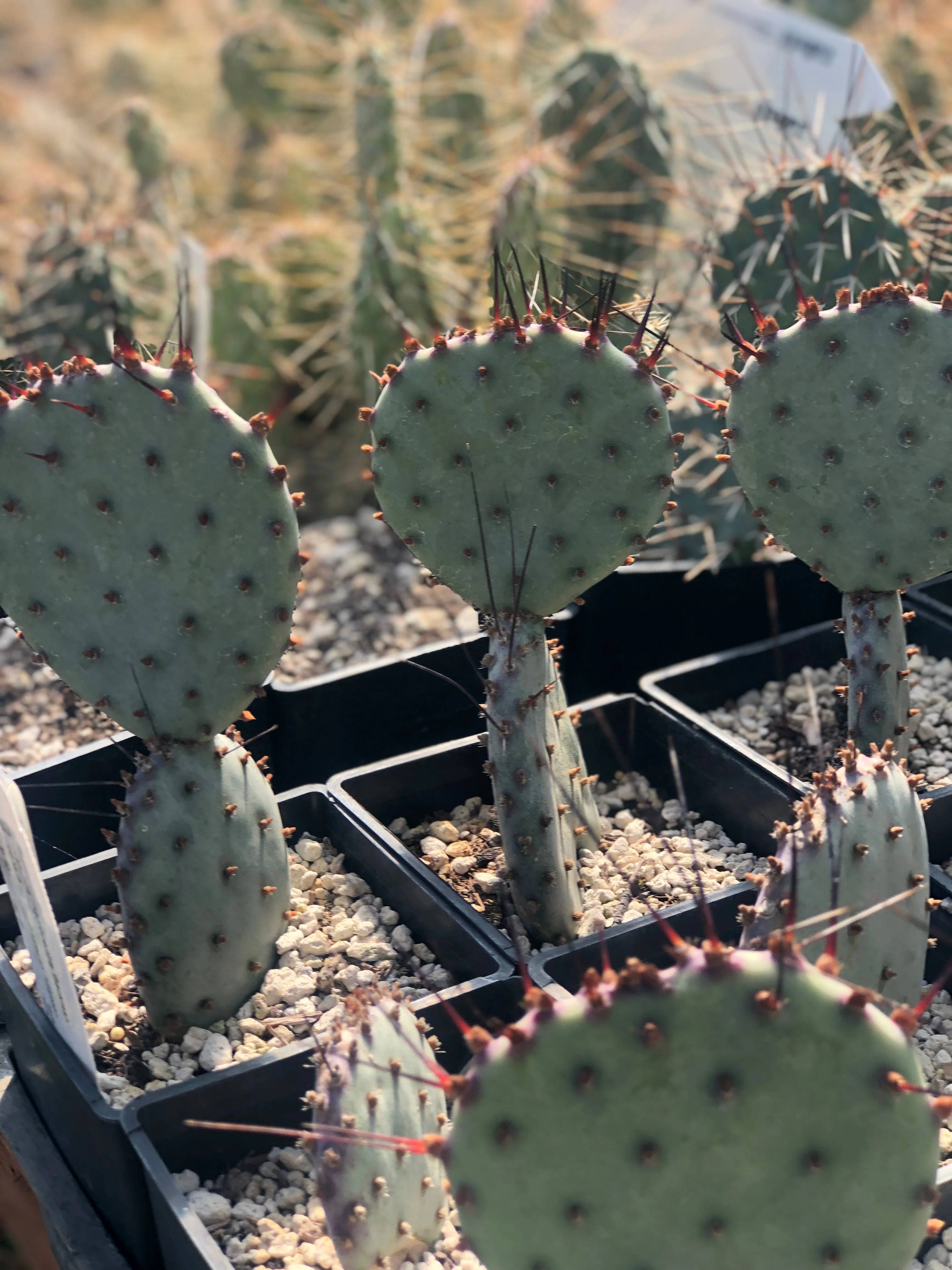 *RETAIL - Opuntia macrocentra 'Backlash' - Image 3