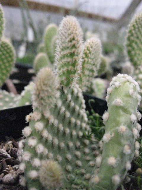 *RETAIL - Opuntia microdasys 'Albuquerque' - Image 2