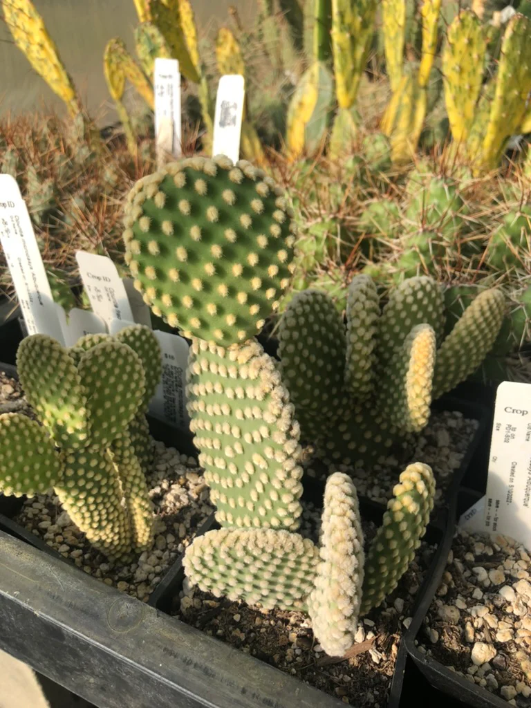 *RETAIL - Opuntia microdasys 'Albuquerque' - Image 3