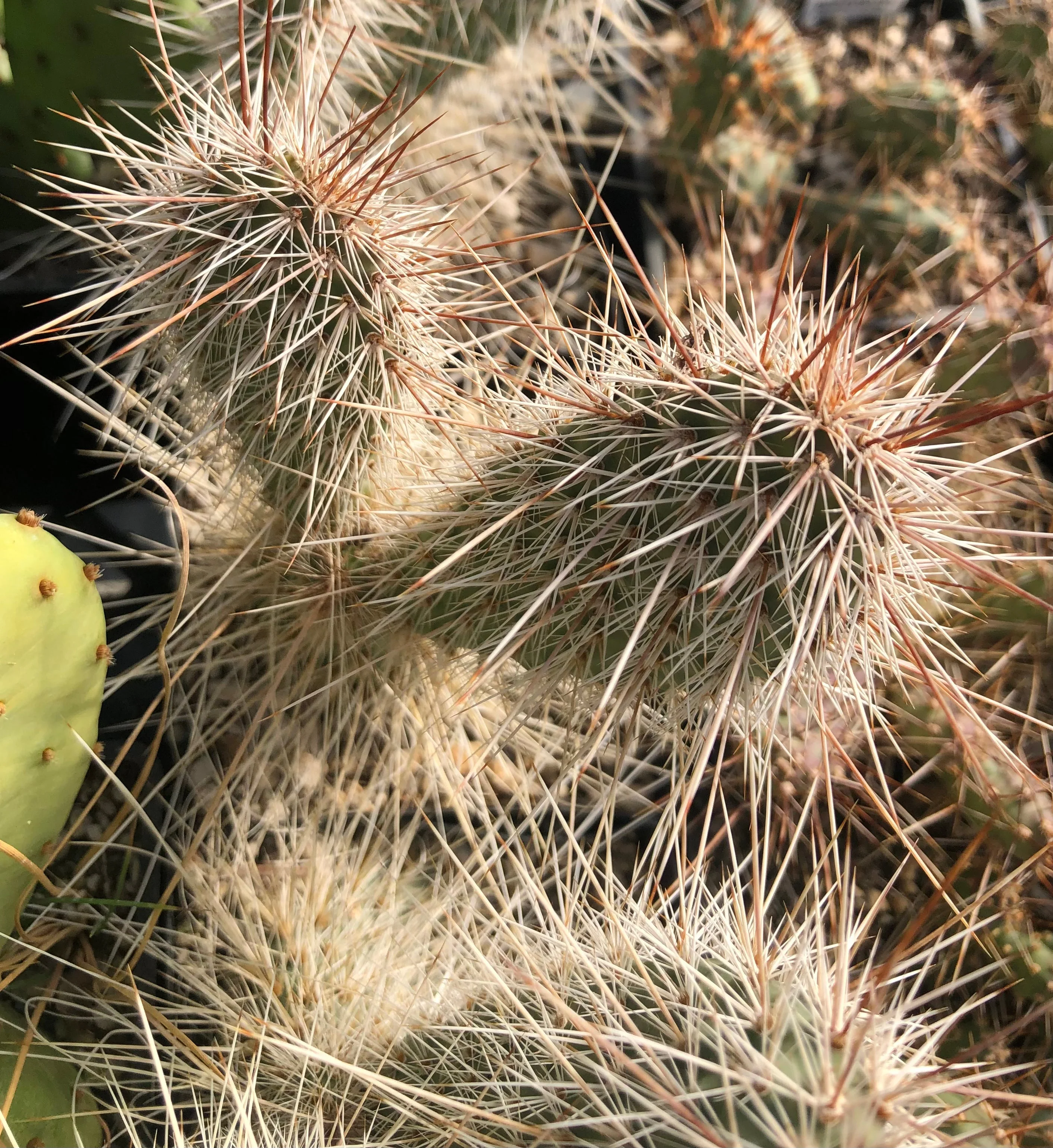 *RETAIL - Opuntia polyacantha 'Imnaha Sunset' - Image 2