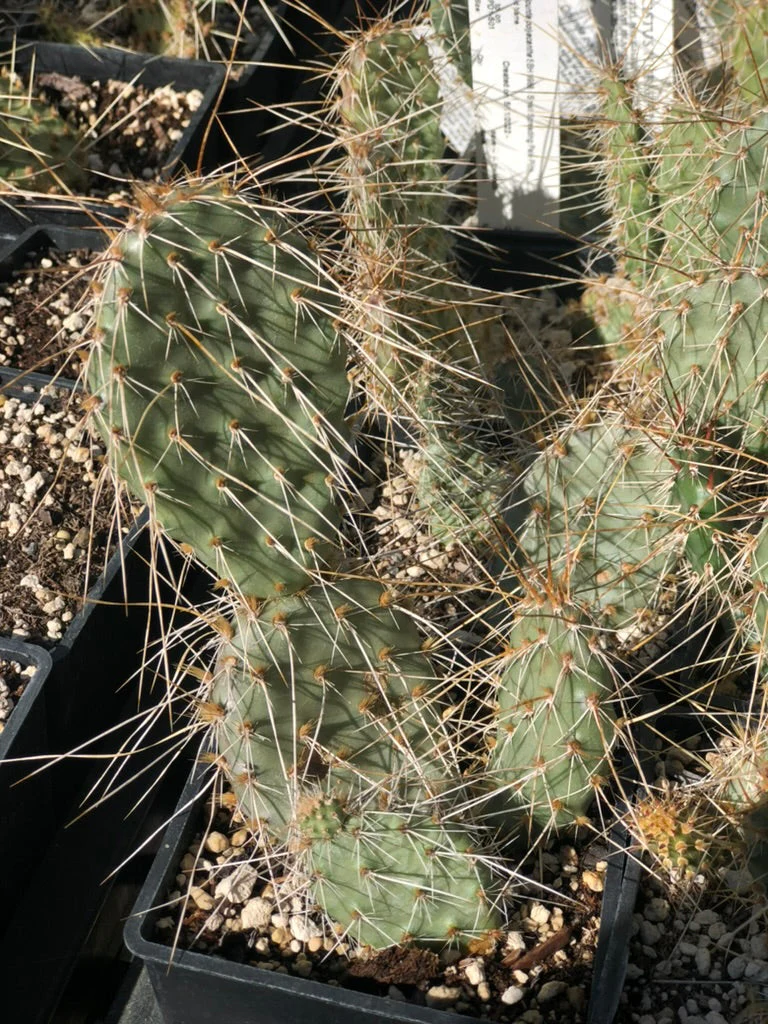 *RETAIL - Opuntia polyacantha SBH 9988 - Small Spreading Pale Pink - Image 2