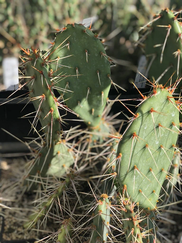 *RETAIL - Opuntia polyacantha SBH 9988 - Small Spreading Pale Pink - Image 3
