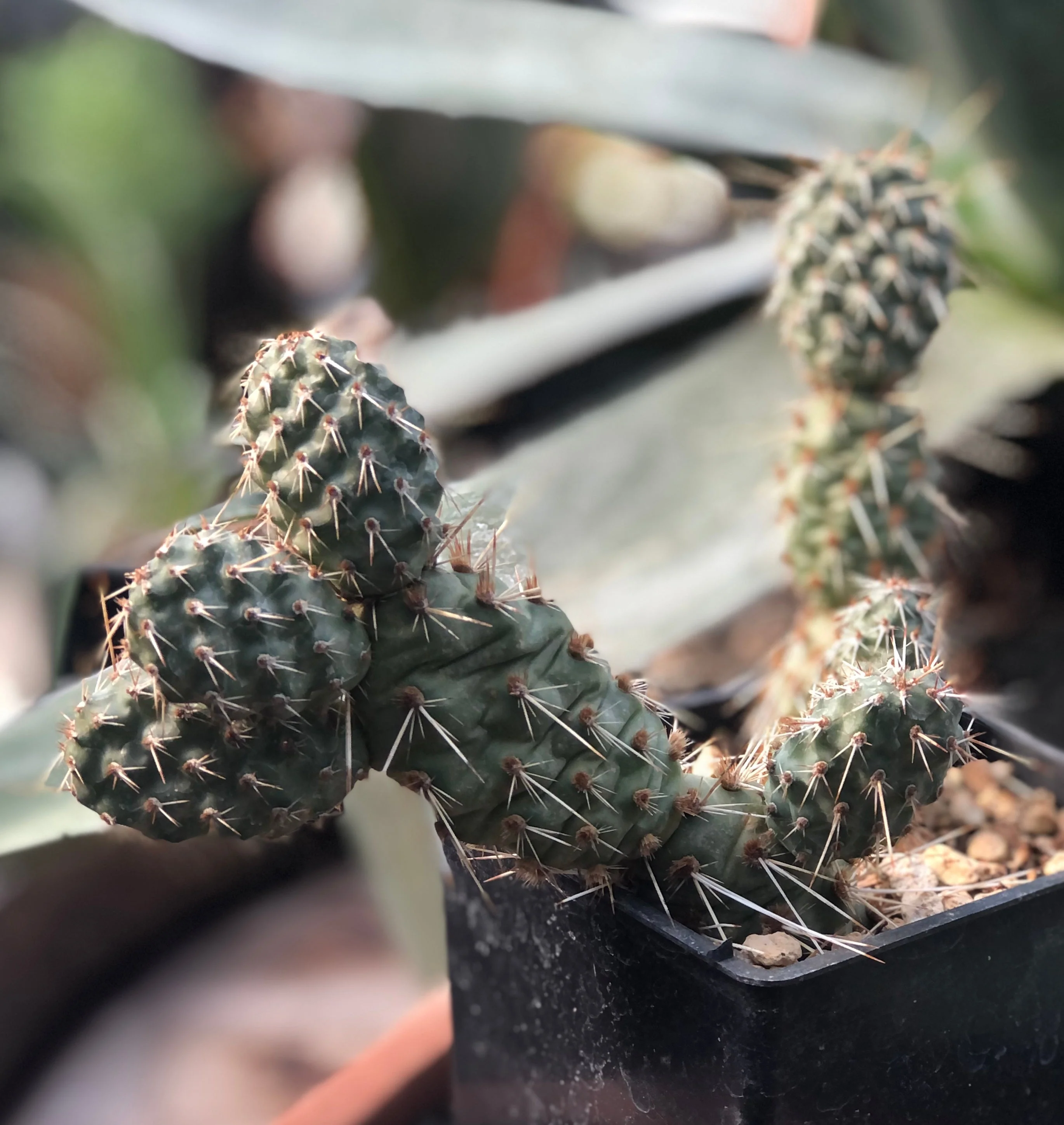 Opuntia polyacantha x fragilis 'Mr. Chunky' - Duchesne, CO - Image 3