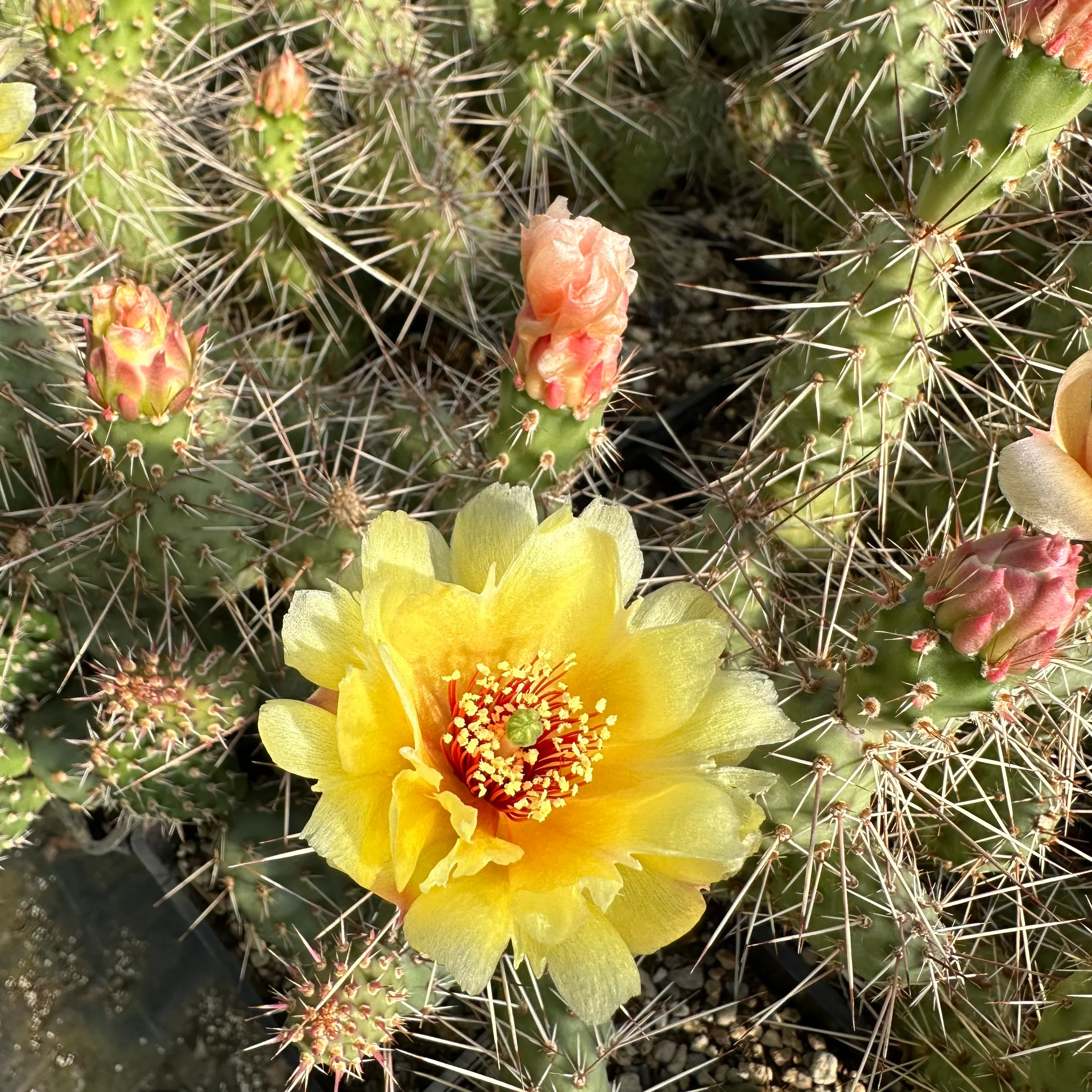 Opuntia polyacantha x fragilis 'Mr. Chunky' - Duchesne, CO - Image 2