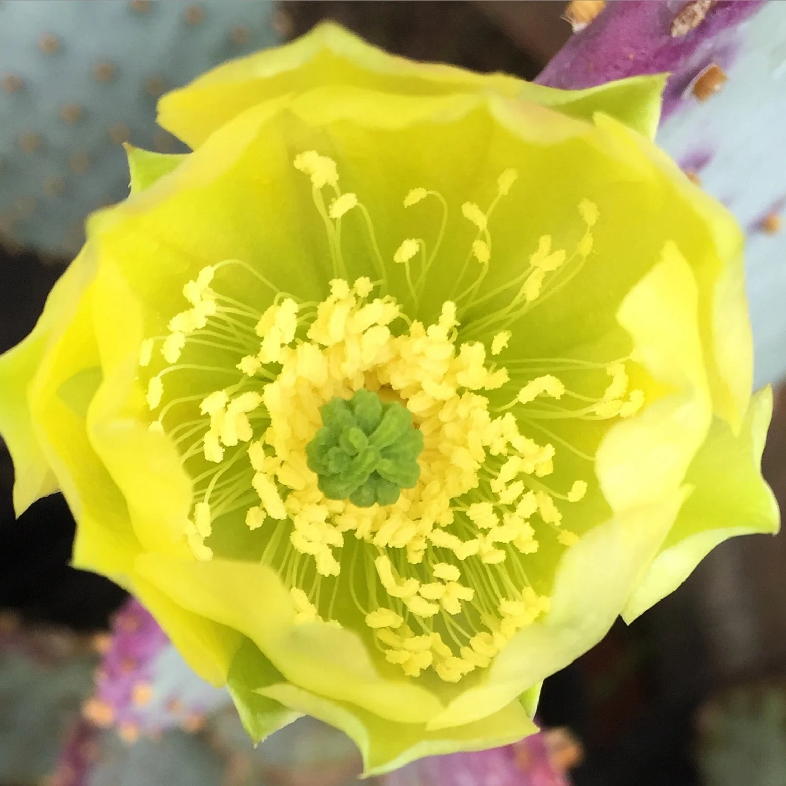 *RETAIL - Opuntia santa-rita 'Tubac' - Image 2