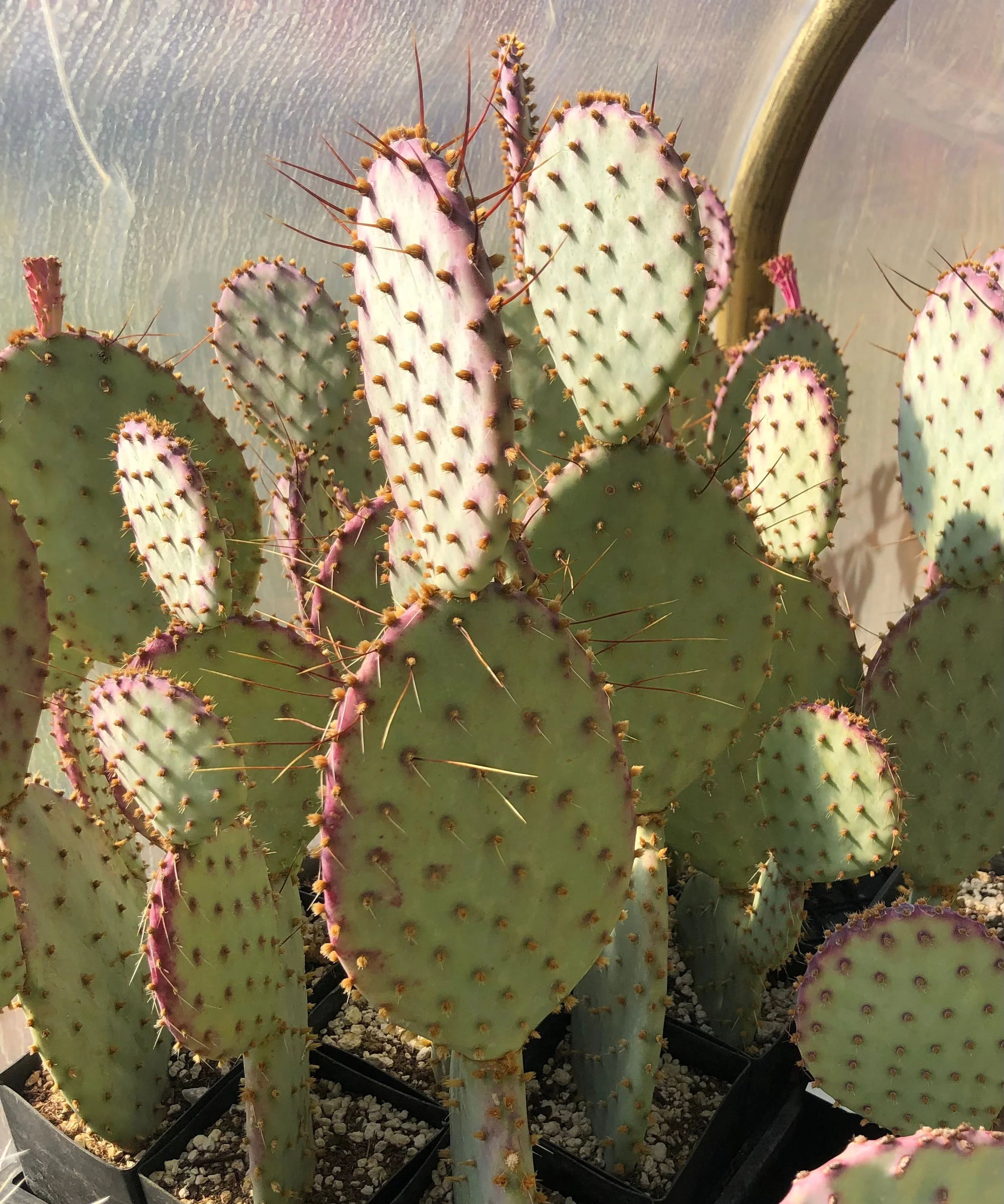 *RETAIL - Opuntia santa-rita 'Tubac' - Image 3