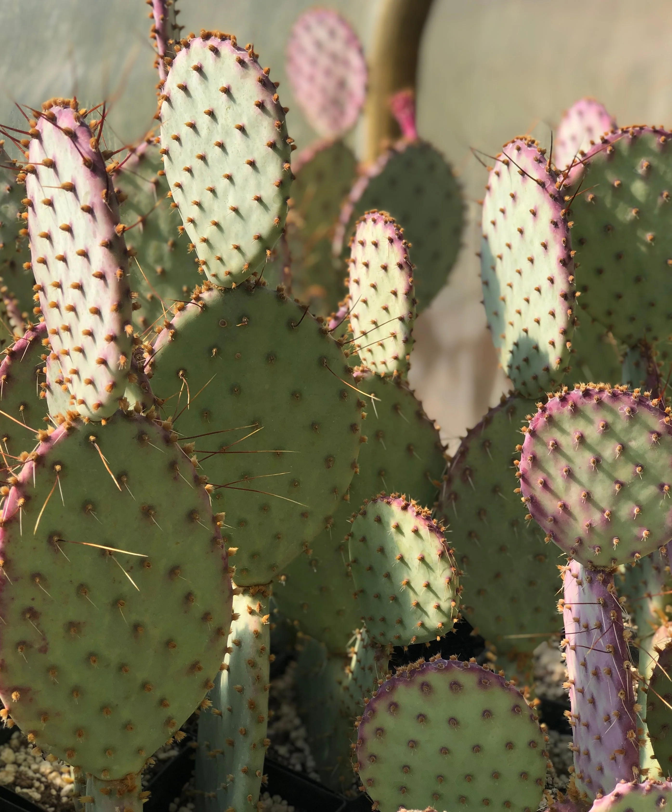 *RETAIL - Opuntia santa-rita 'Tubac' - Image 4
