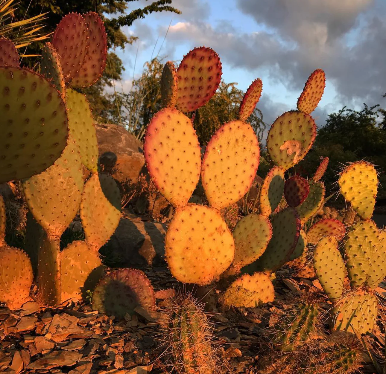 *RETAIL - Opuntia santa-rita 'Tubac' - Image 5