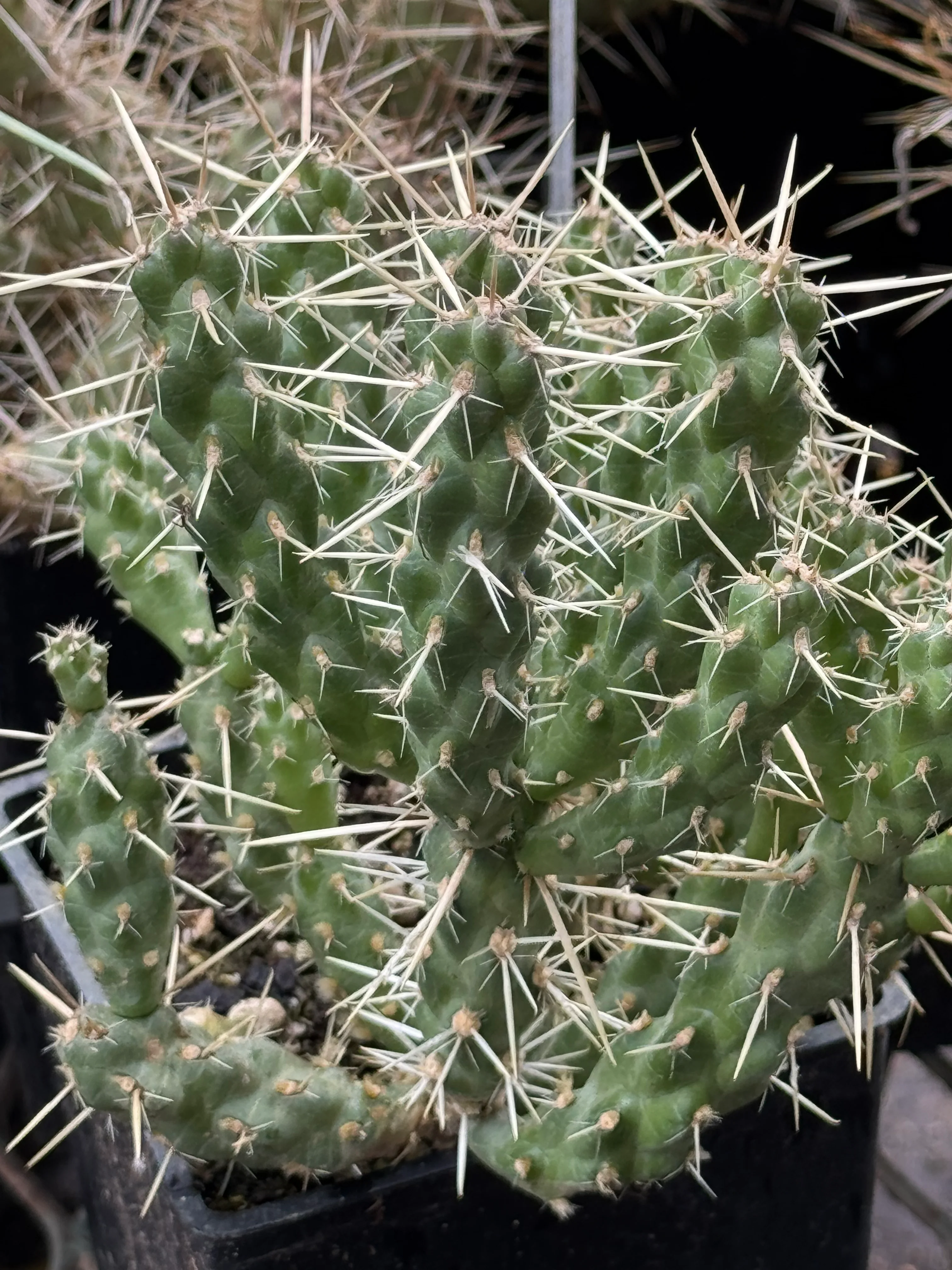 *RETAIL - Opuntia whipplei 'Coconino'