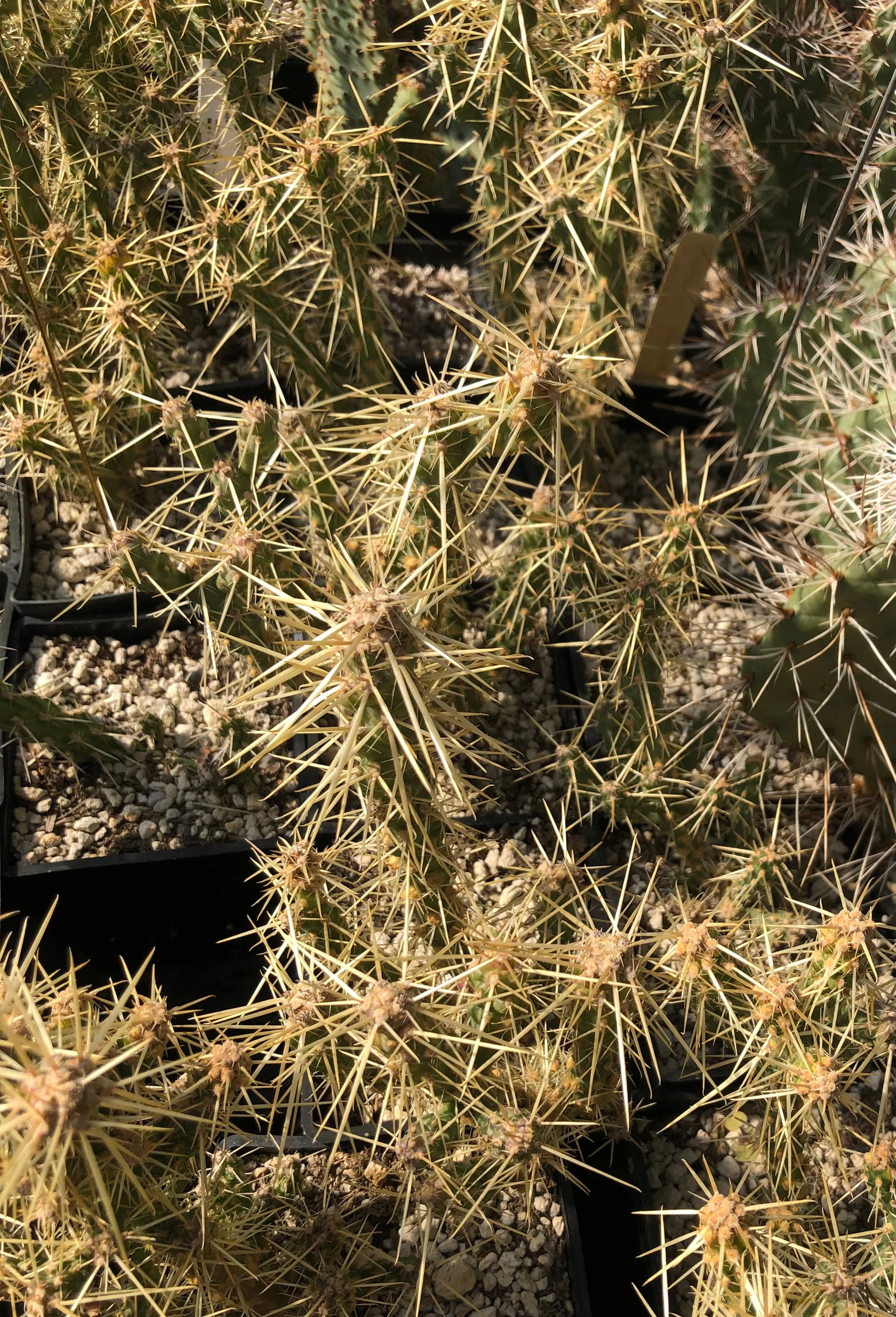 *RETAIL - Opuntia whipplei 'Wah Wah'