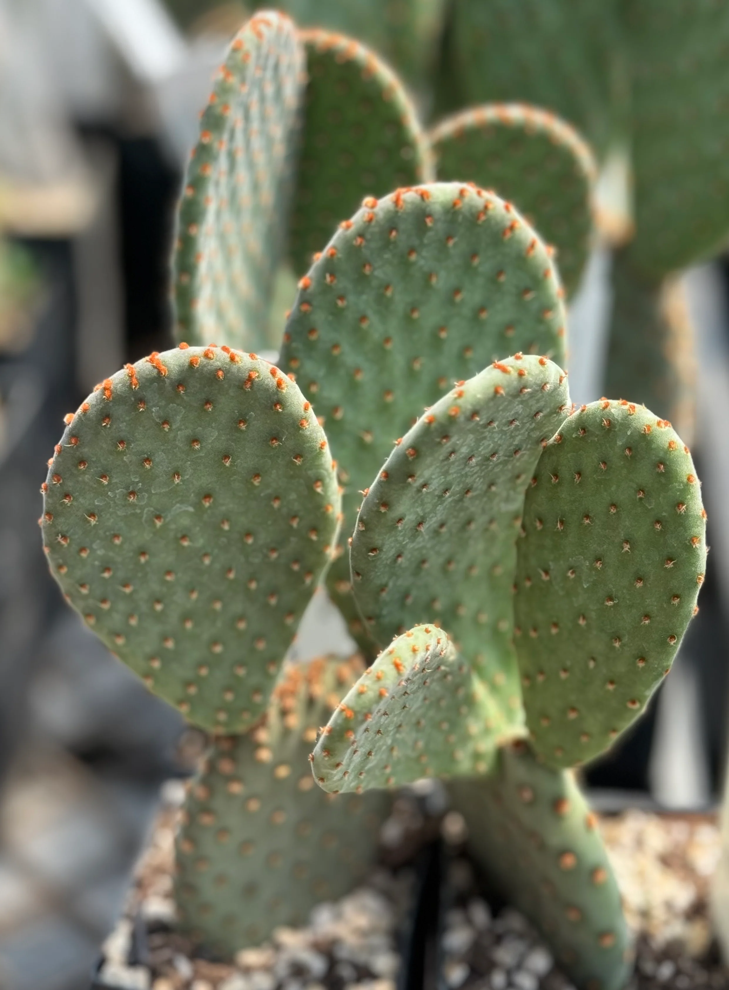 *RETAIL - Opuntia x 'Beaver Rita' - Image 2