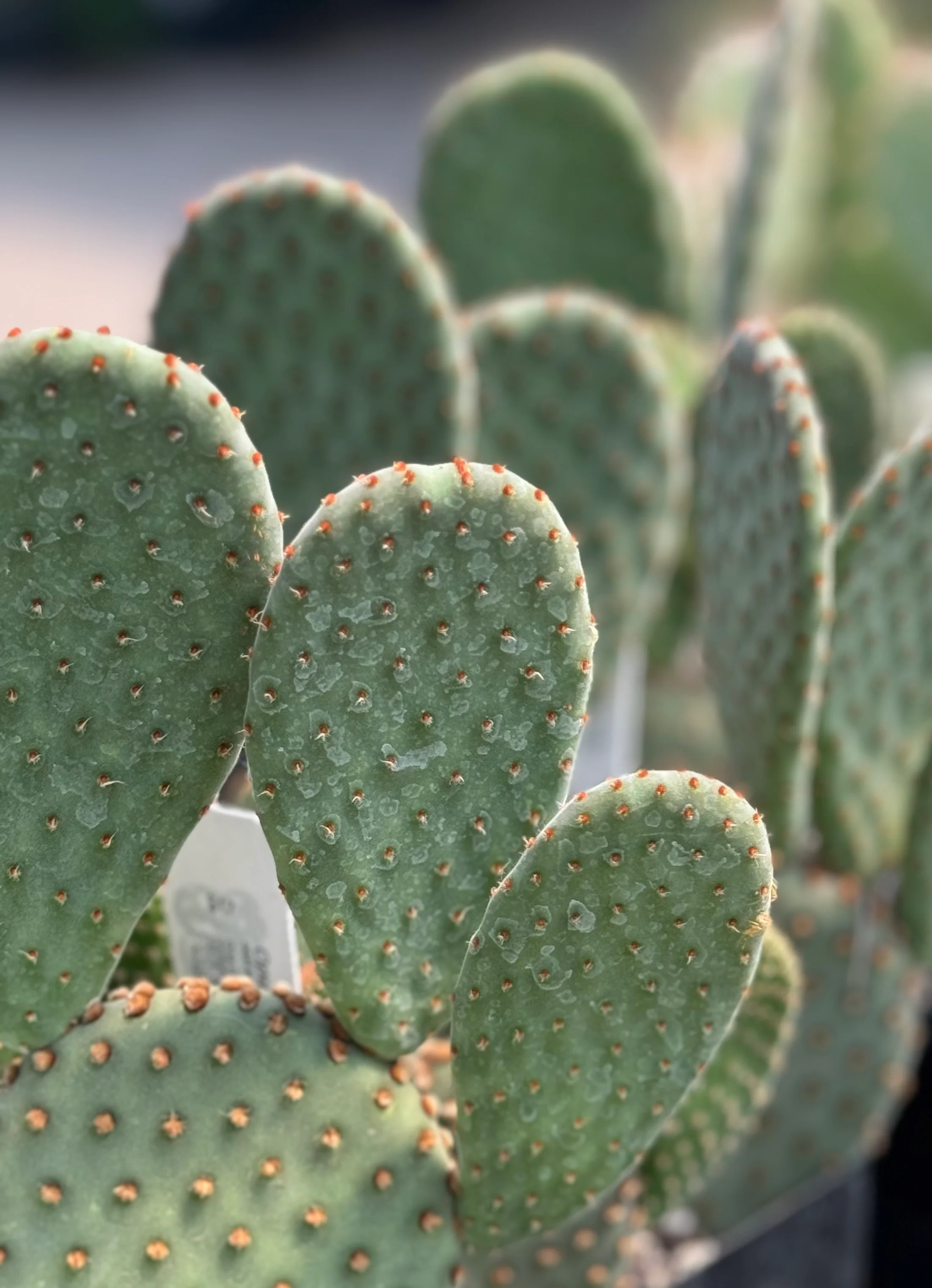 *RETAIL - Opuntia x 'Beaver Rita' - Image 3