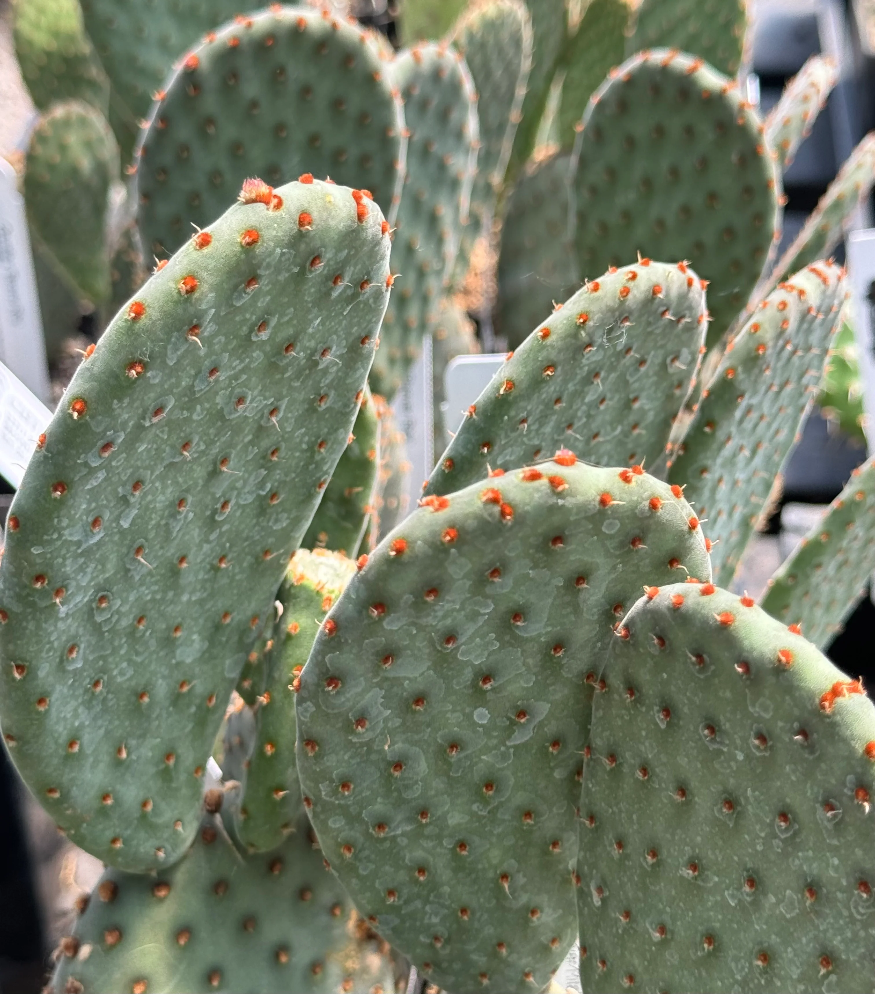 *RETAIL - Opuntia x 'Beaver Rita' - Image 4