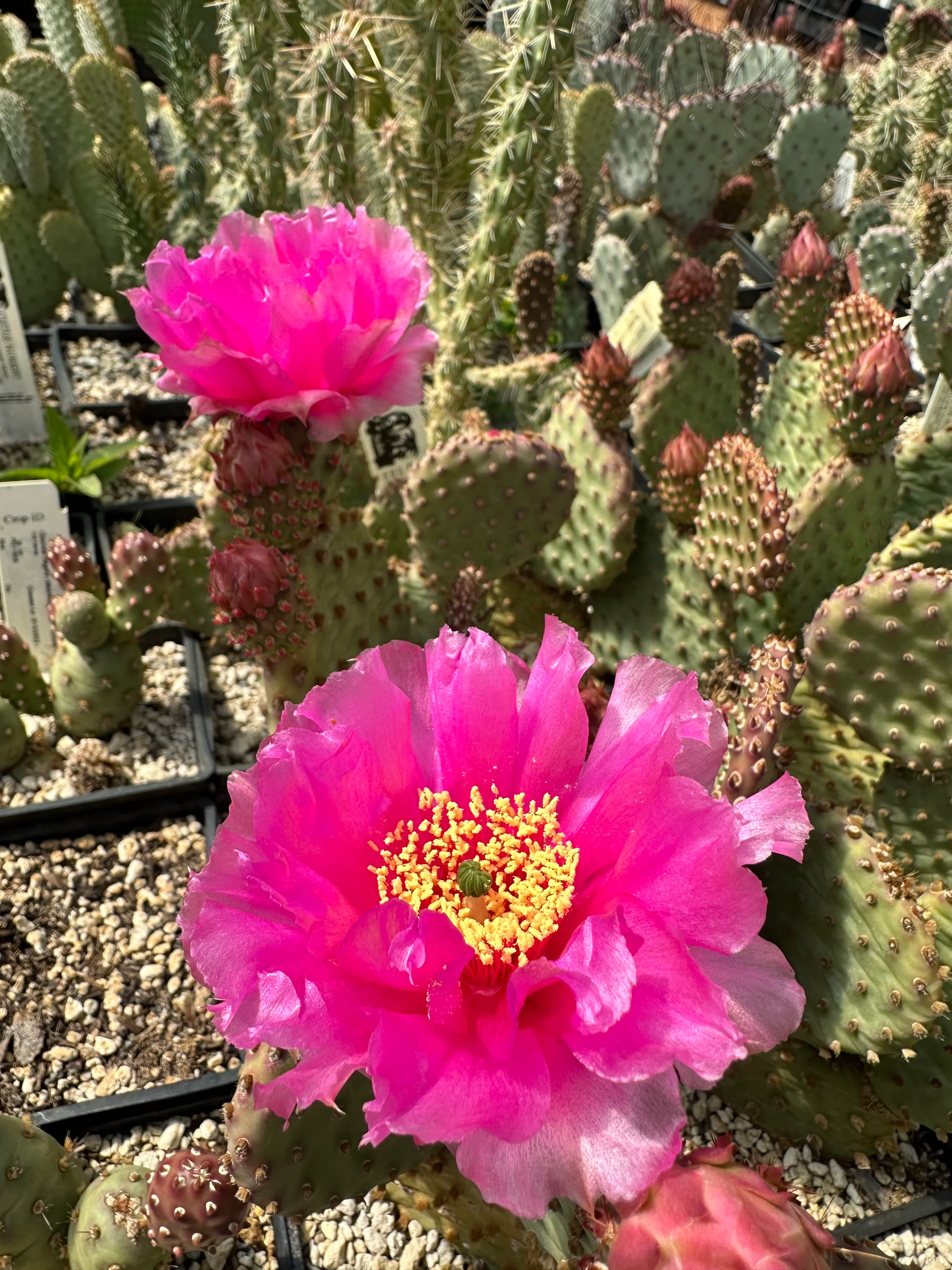 Opuntia x 'Bugsy' - Image 4
