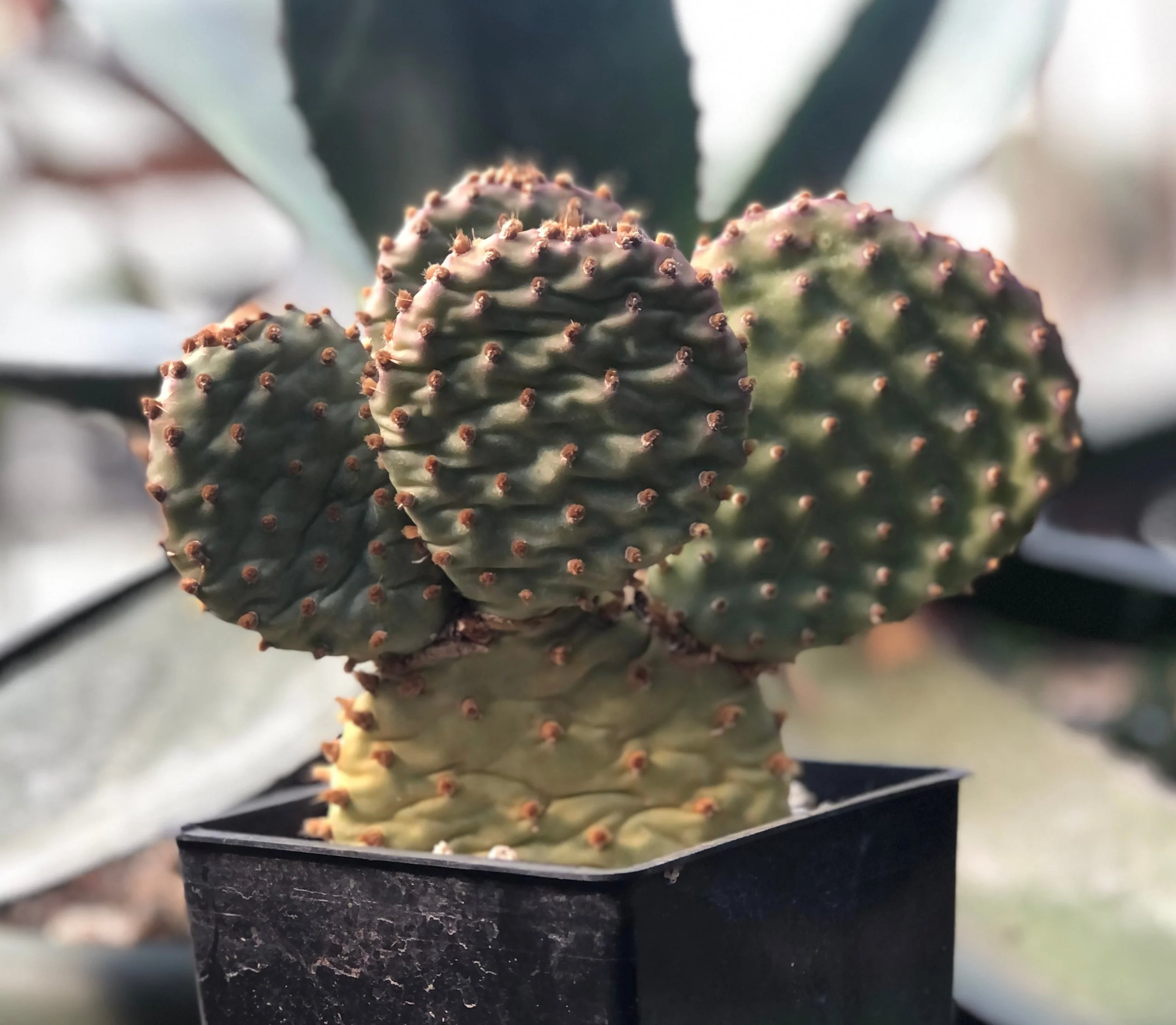 Opuntia x 'Bugsy' - Image 3