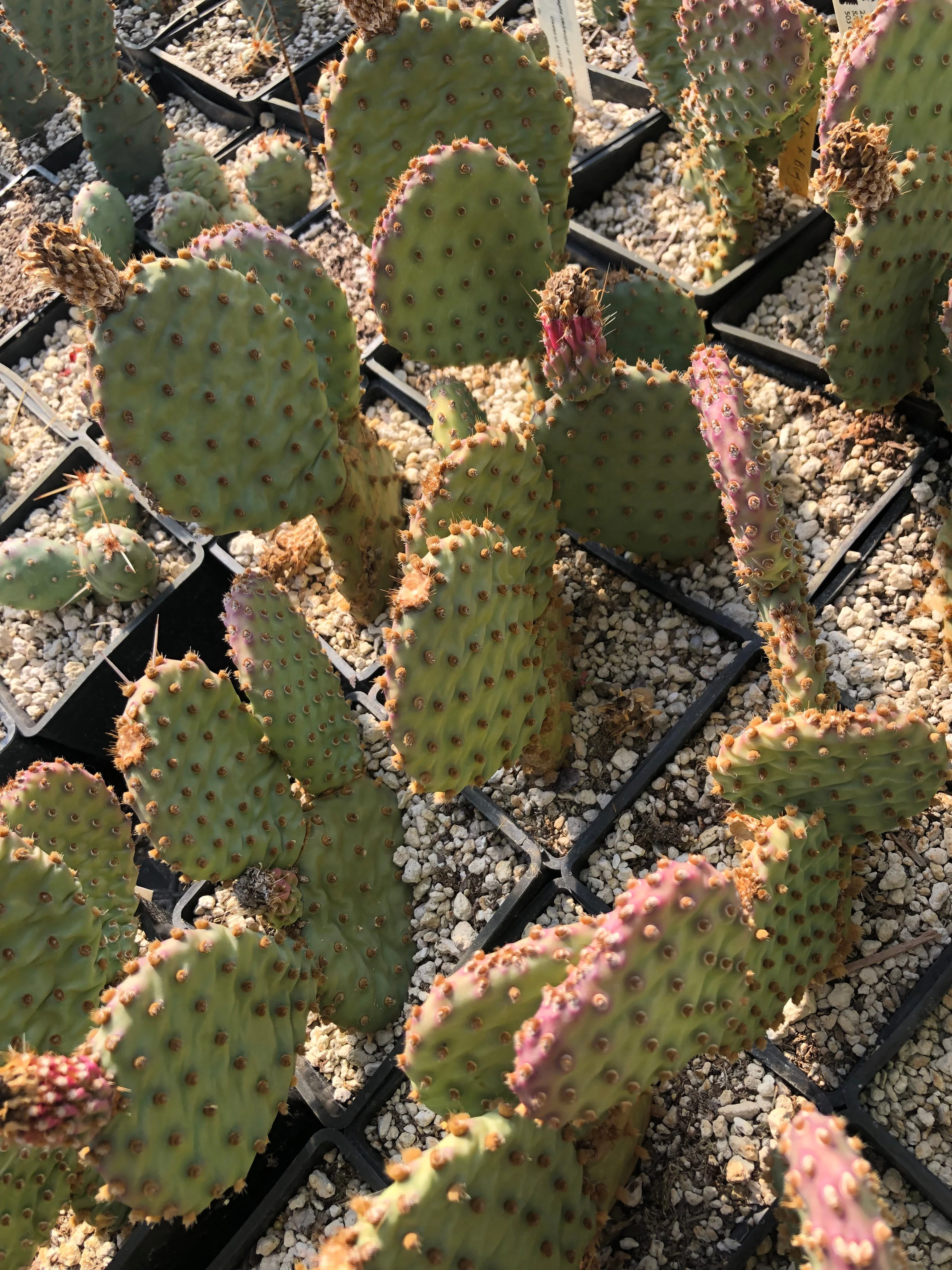 *RETAIL - Opuntia x 'Bugsy' - Image 3