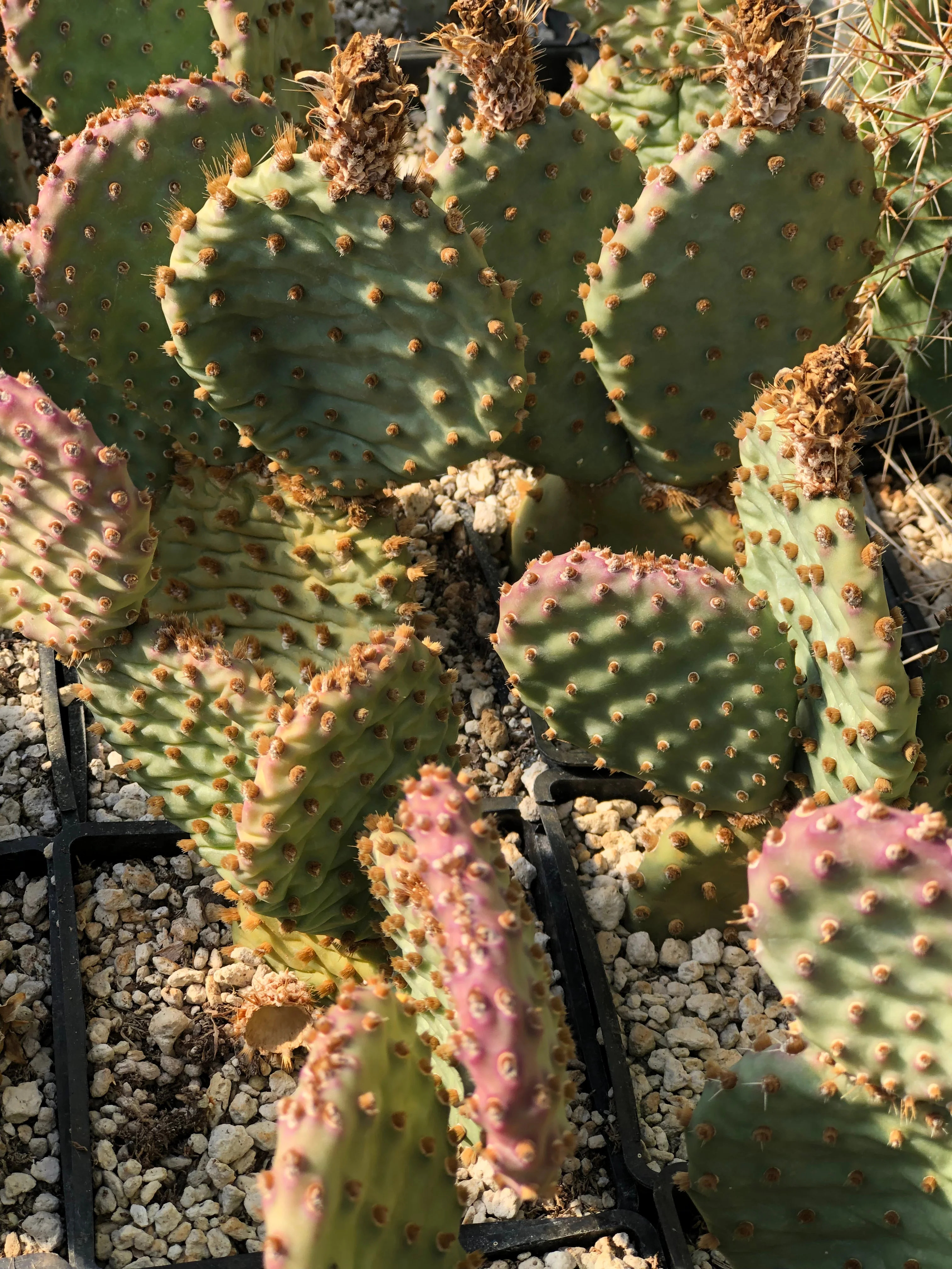 *RETAIL - Opuntia x 'Bugsy' - Image 4