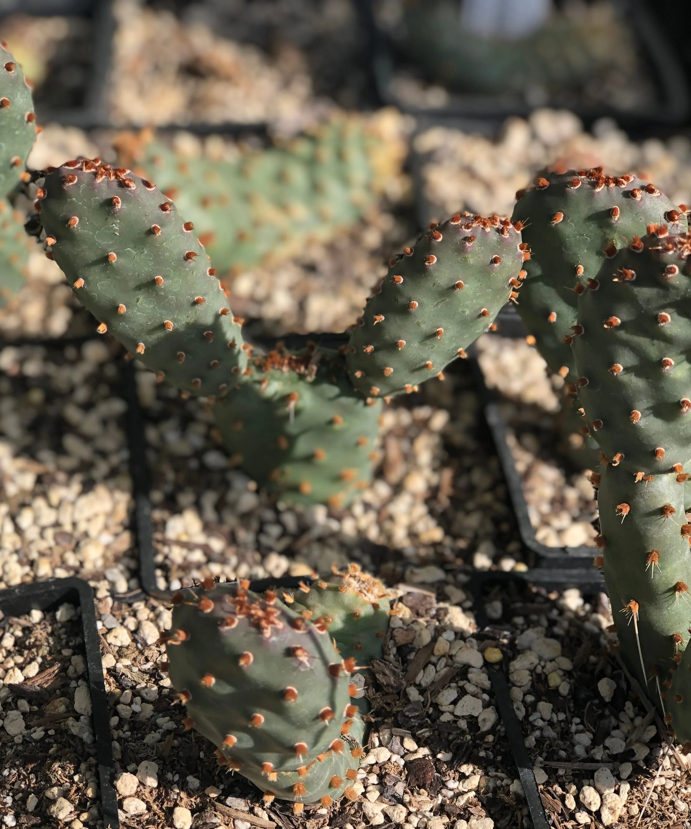 *RETAIL - Opuntia x 'Upright Oblong' - Image 2