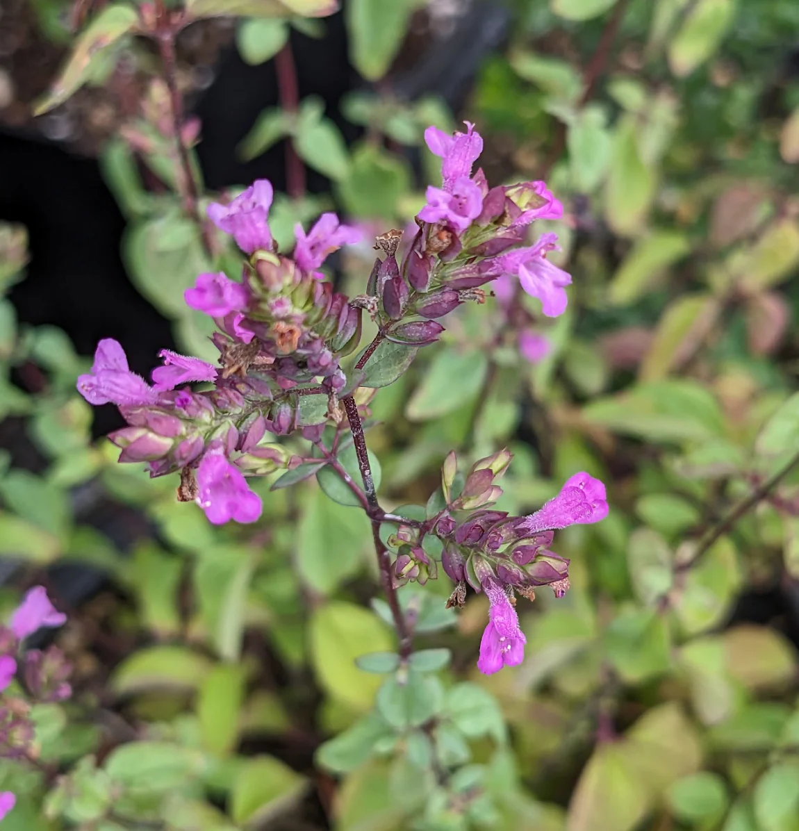 *RETAIL - Origanum laevigatum 'Hopleys Purple' - Image 2