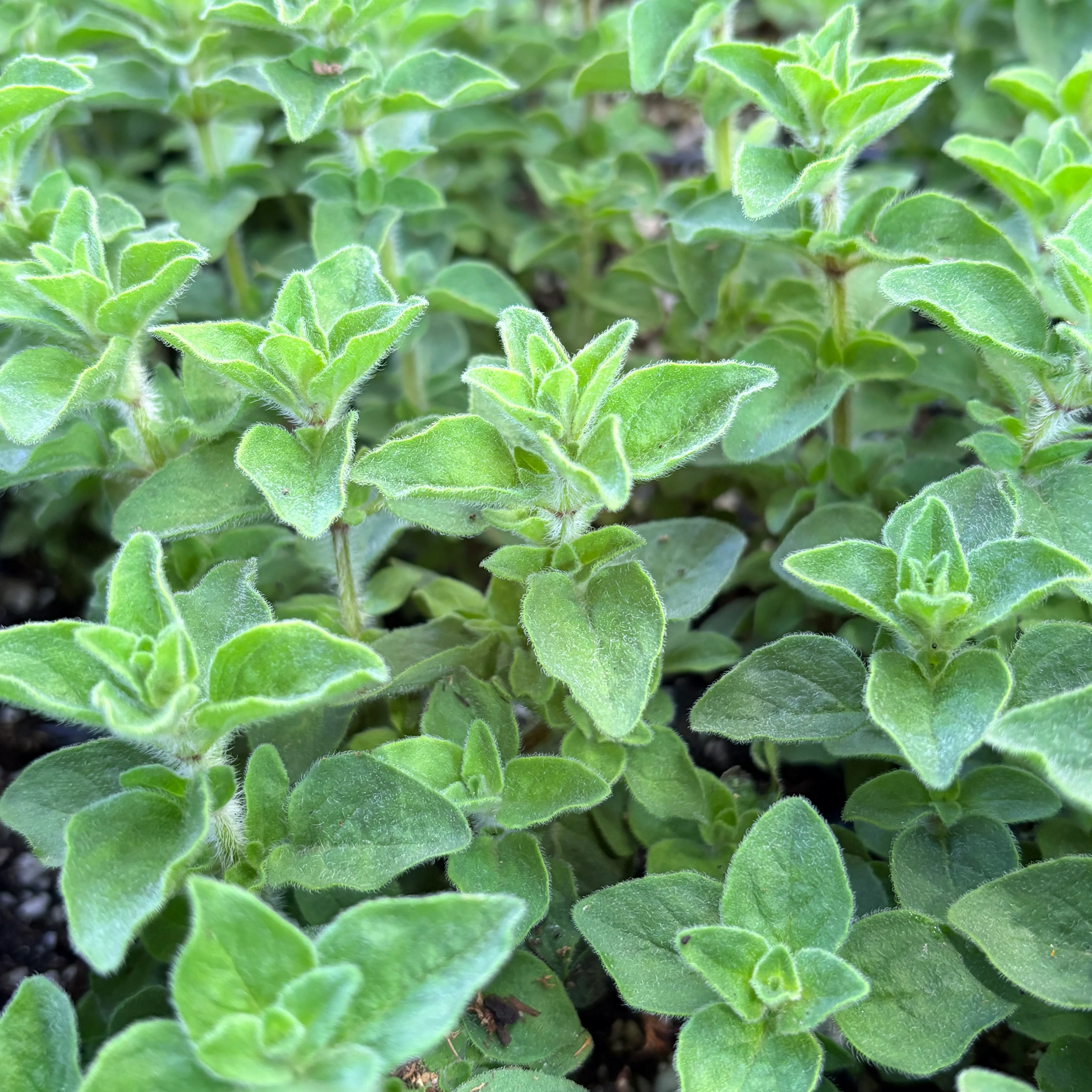 *RETAIL - Origanum vulgare 'Hot & Spicy' - Image 2