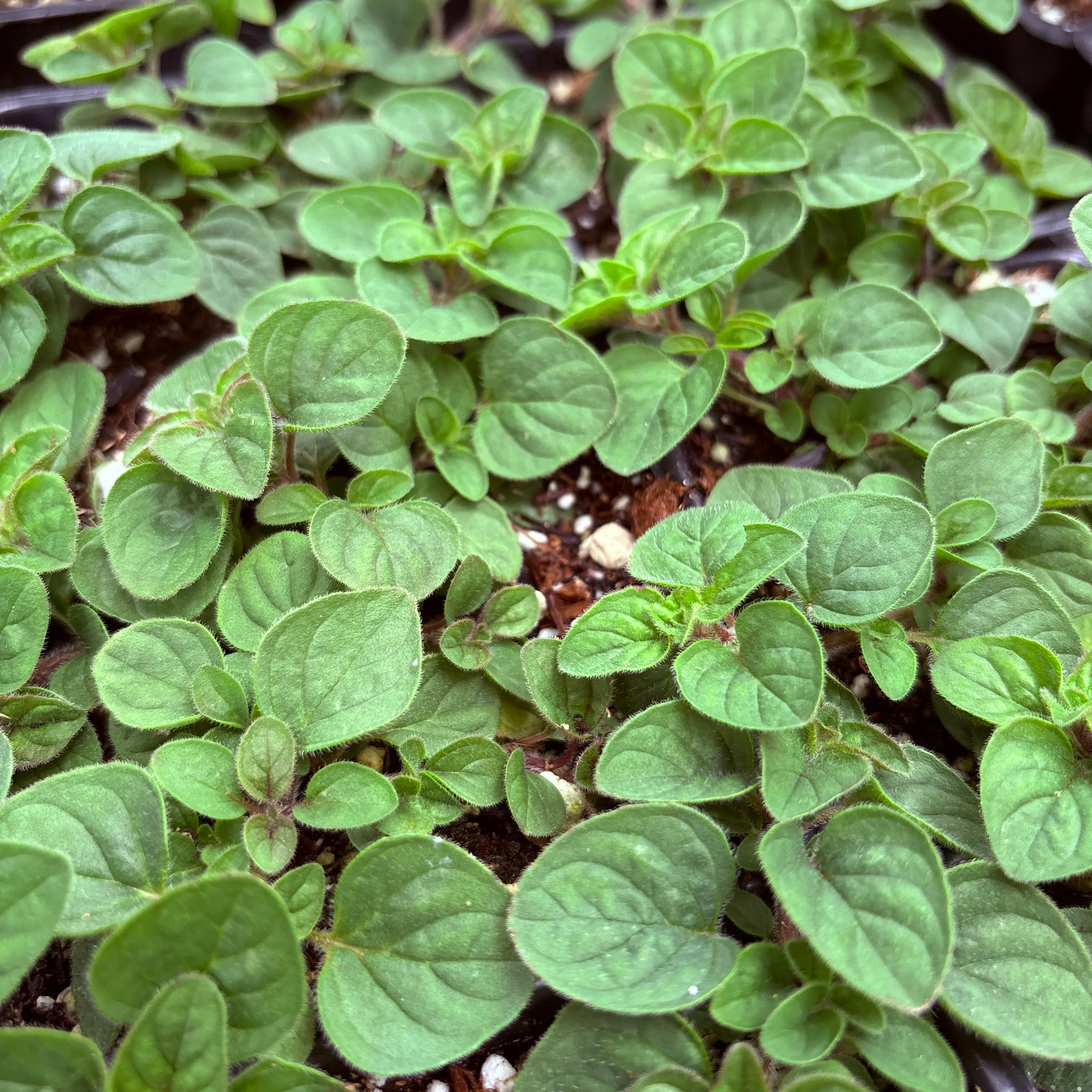 *RETAIL - Origanum vulgare ssp. hirtum