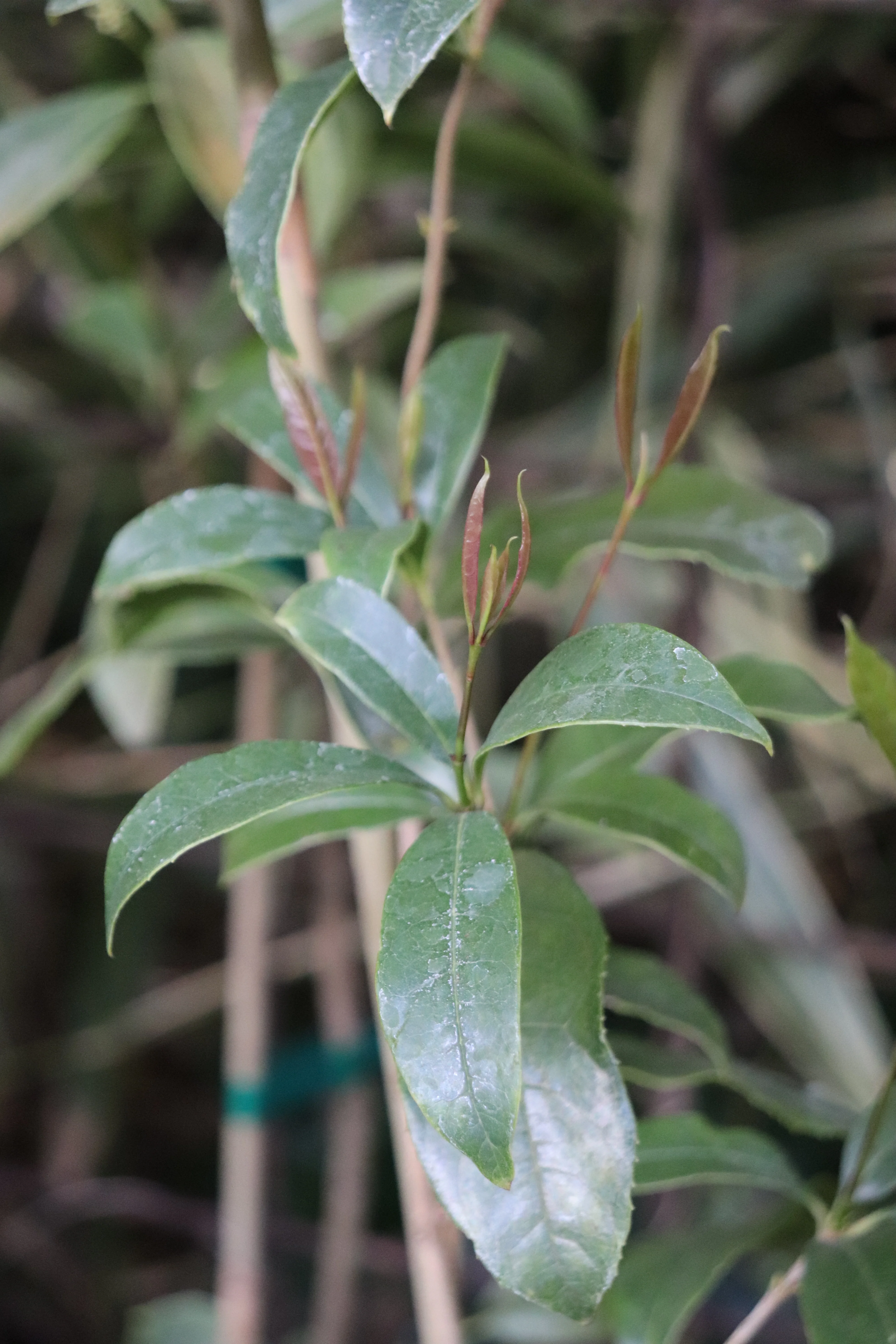 *RETAIL - Osmanthus fragrans 'Tianxiang Taige' - Image 2