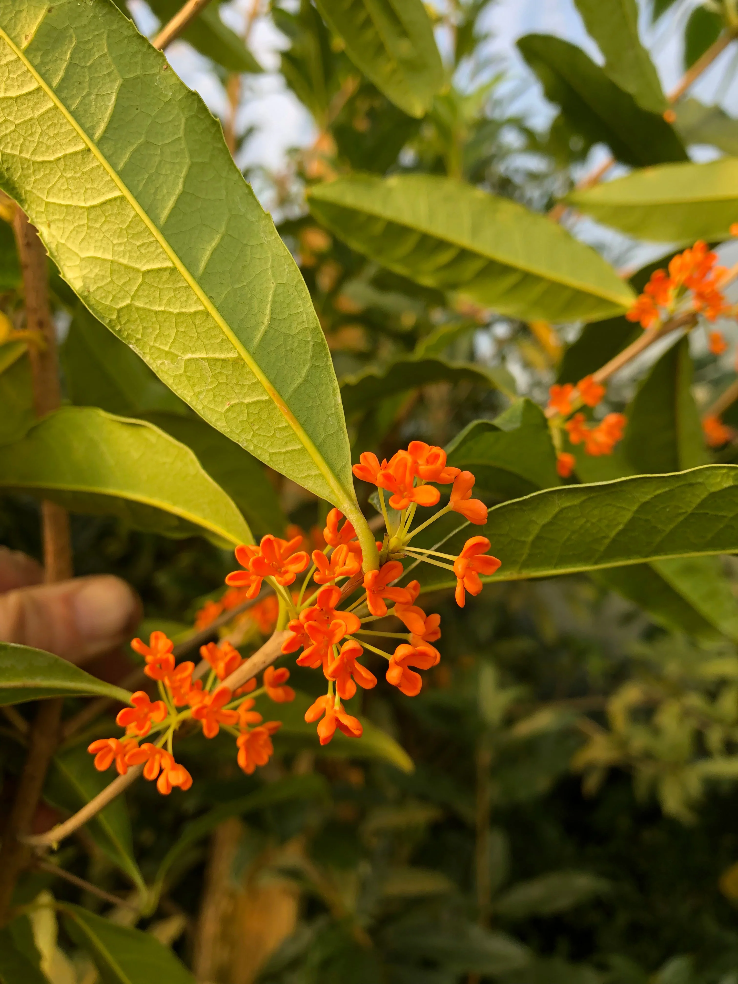*RETAIL - Osmanthus fragrans var. aurantiacus 'Beni Kin Mokusei' - Image 2