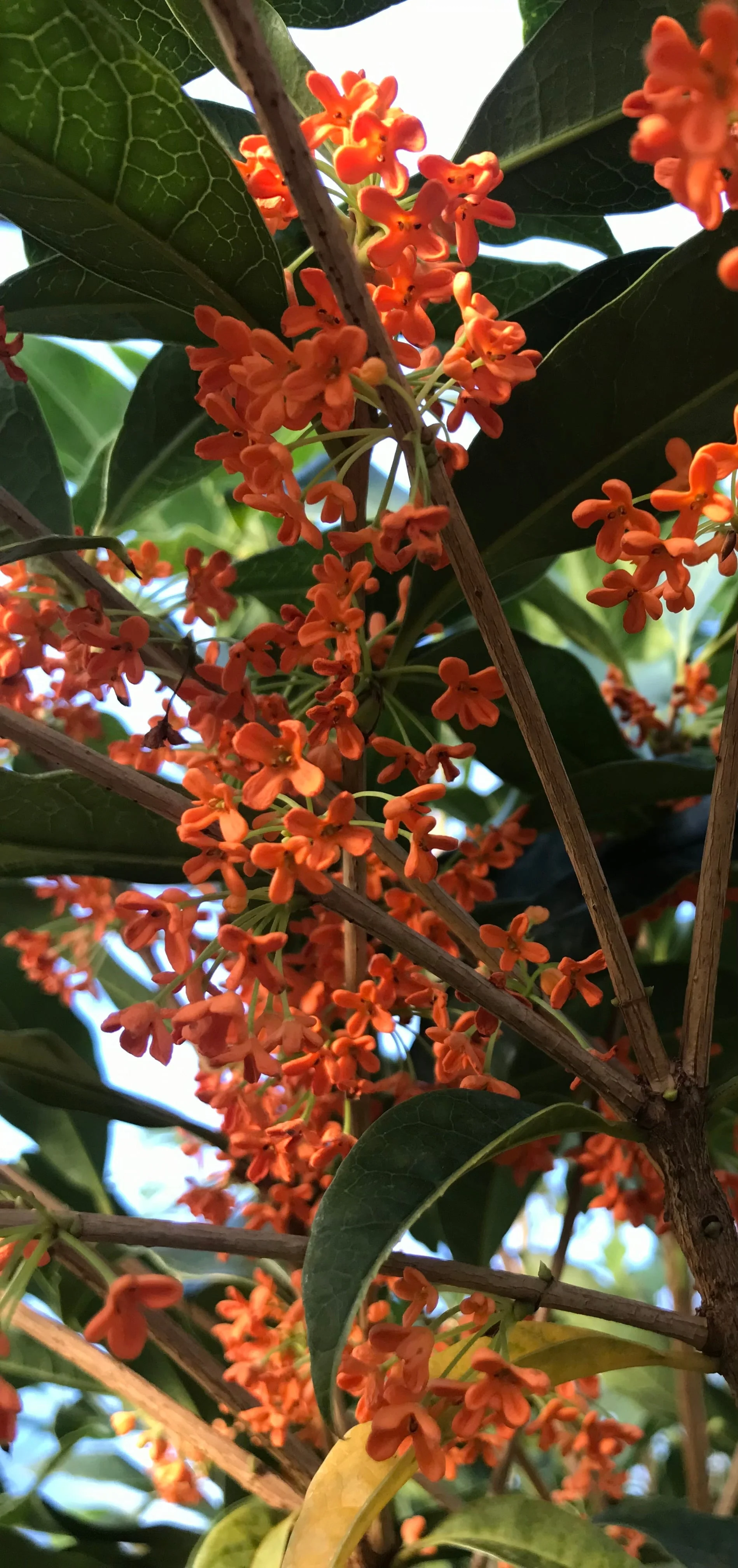 *RETAIL - Osmanthus fragrans var. aurantiacus 'Beni Kin Mokusei' - Image 3
