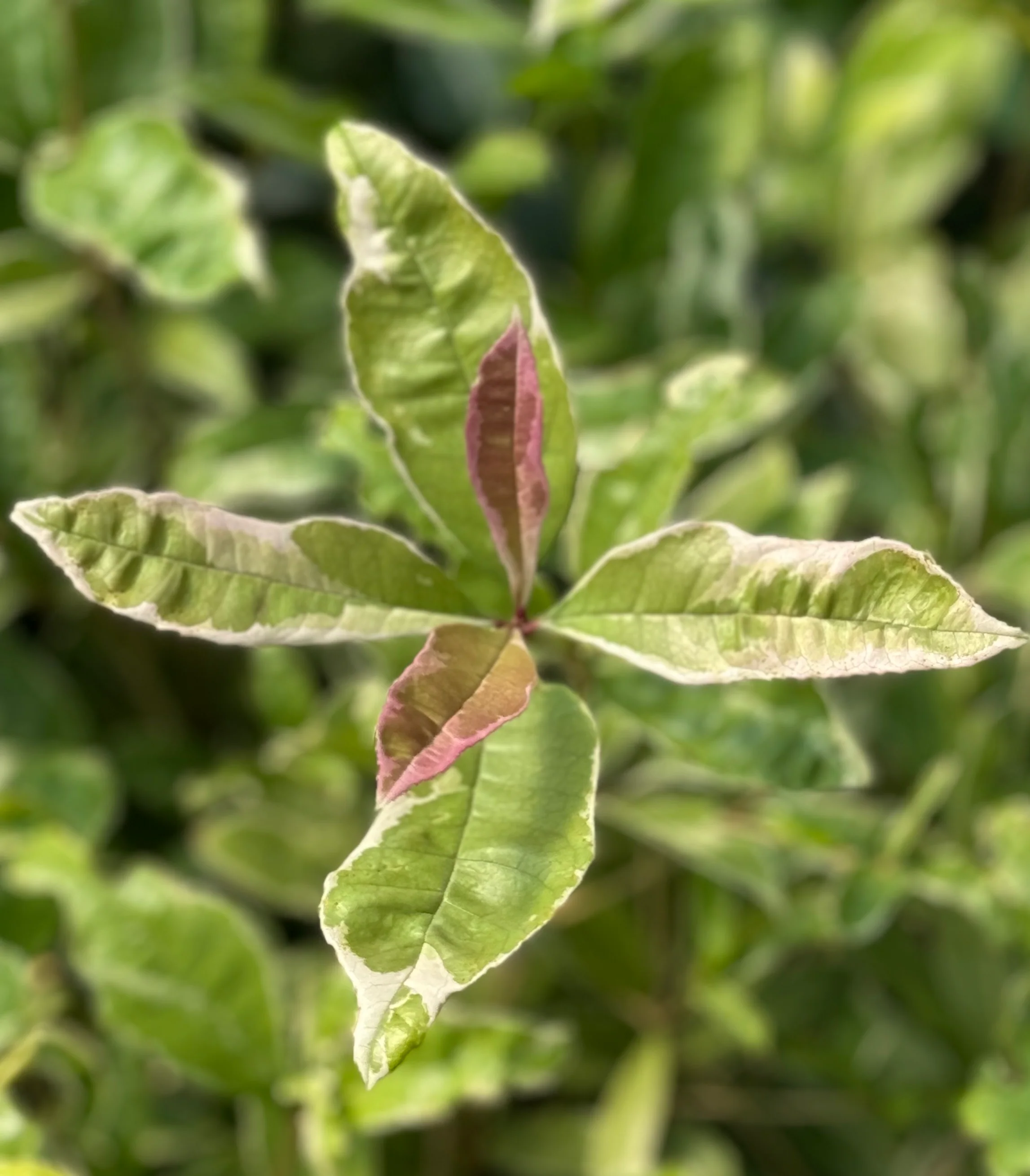 *RETAIL - Osmanthus fragrans 'Yinbi Shuanghui'