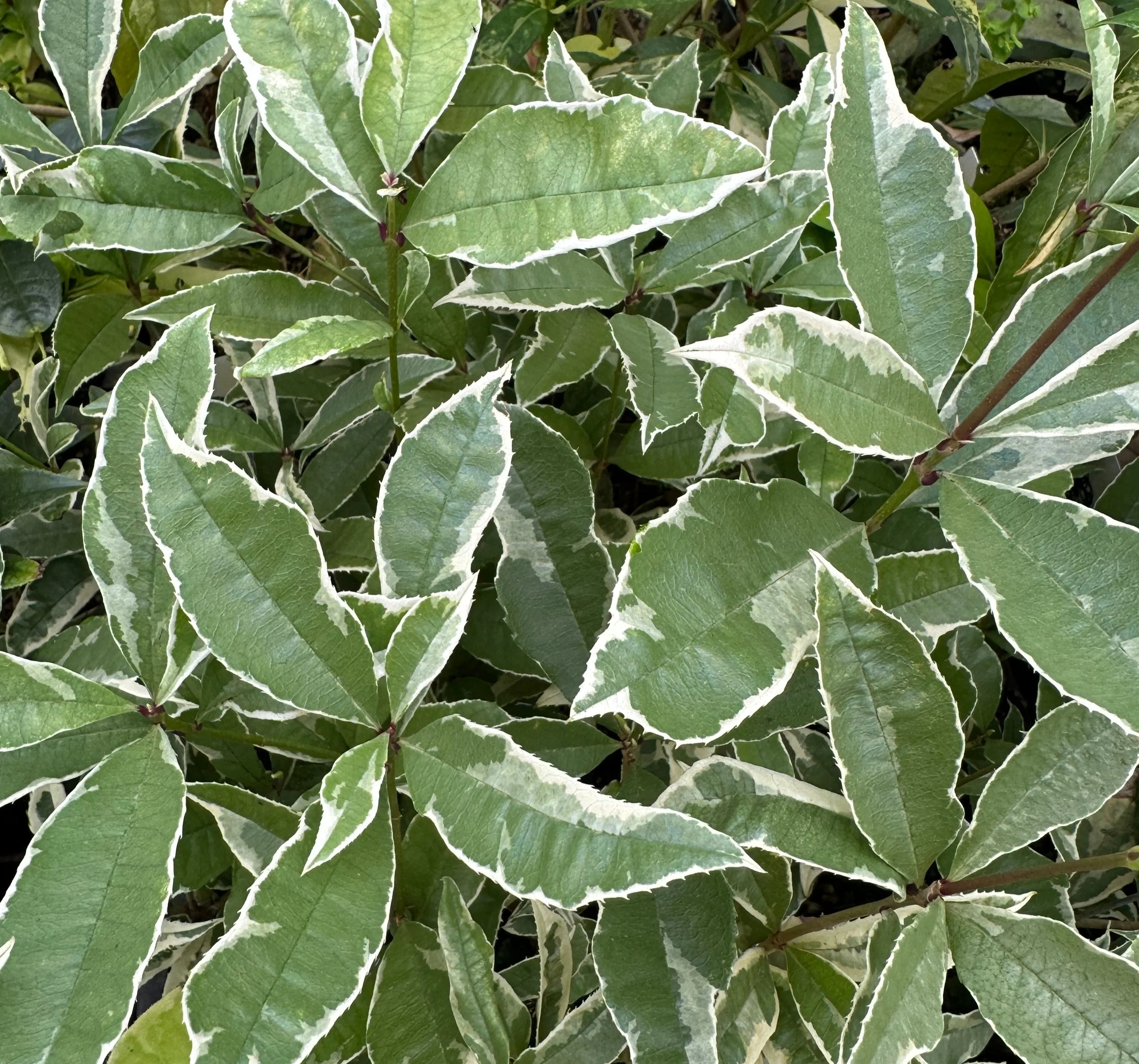*RETAIL - Osmanthus fragrans 'Yinbi Shuanghui' - Image 2