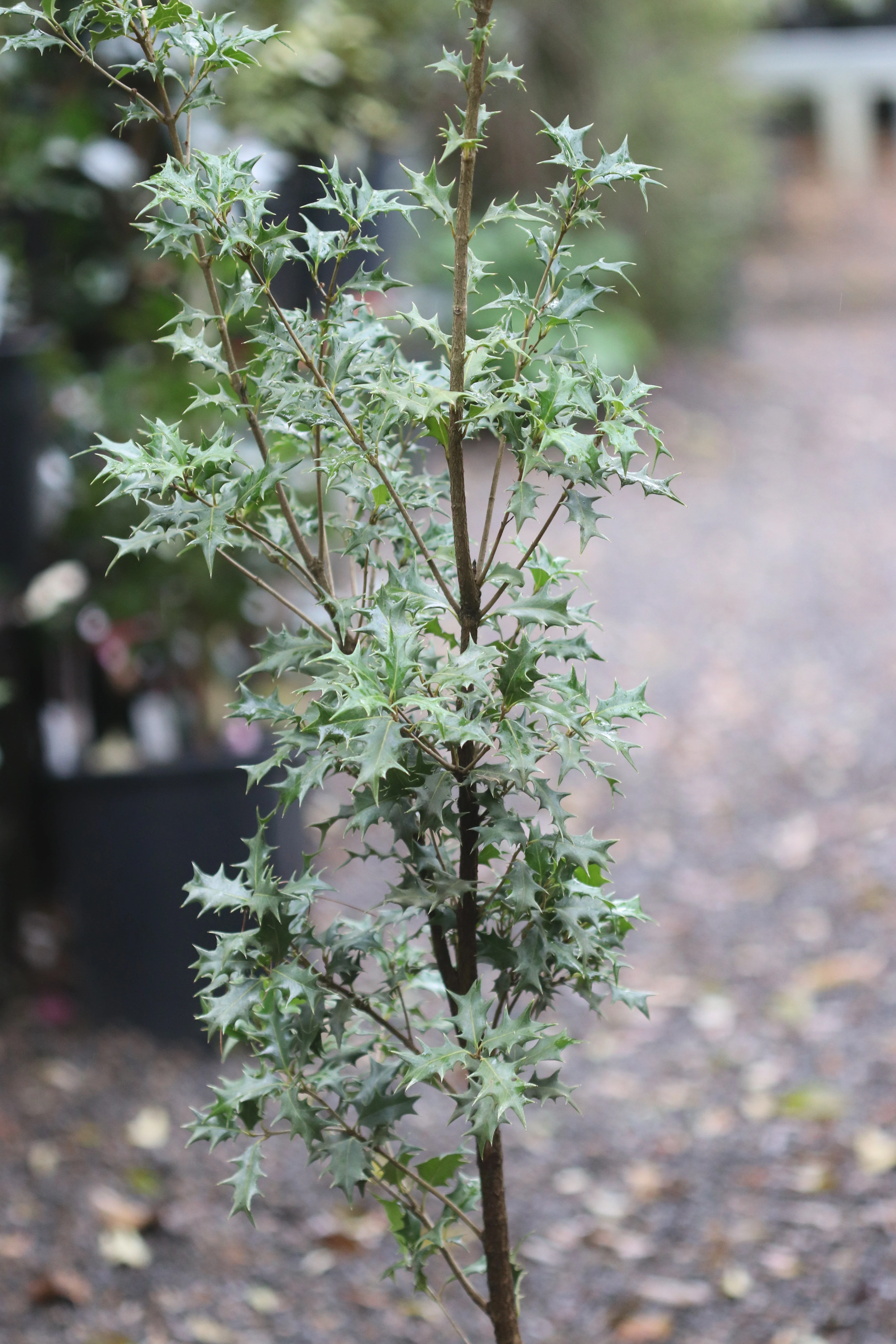 *RETAIL - Osmanthus heterophyllus 'Riptide' - Image 2