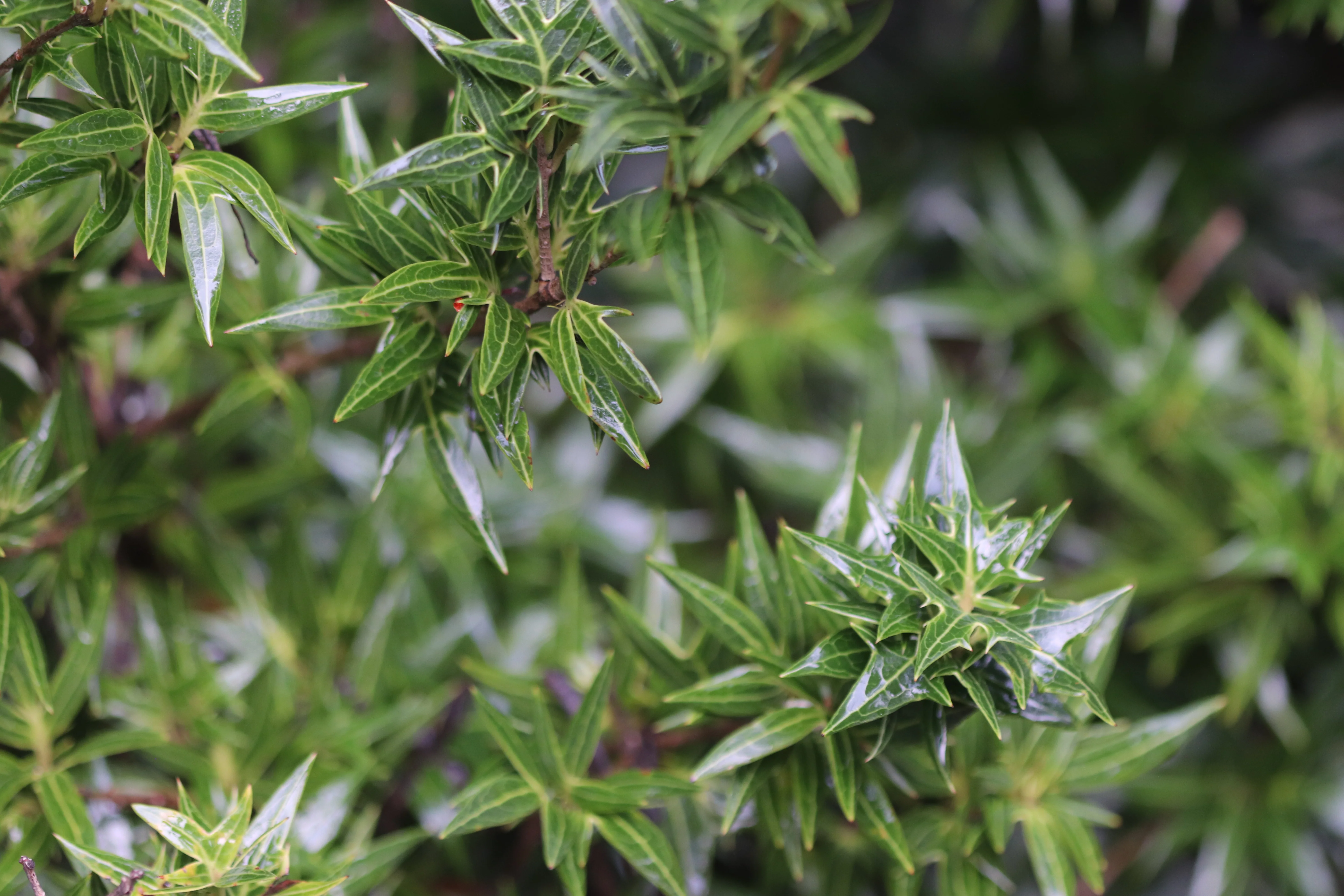 *RETAIL - Osmanthus heterophyllus 'Sasaba' - Image 2
