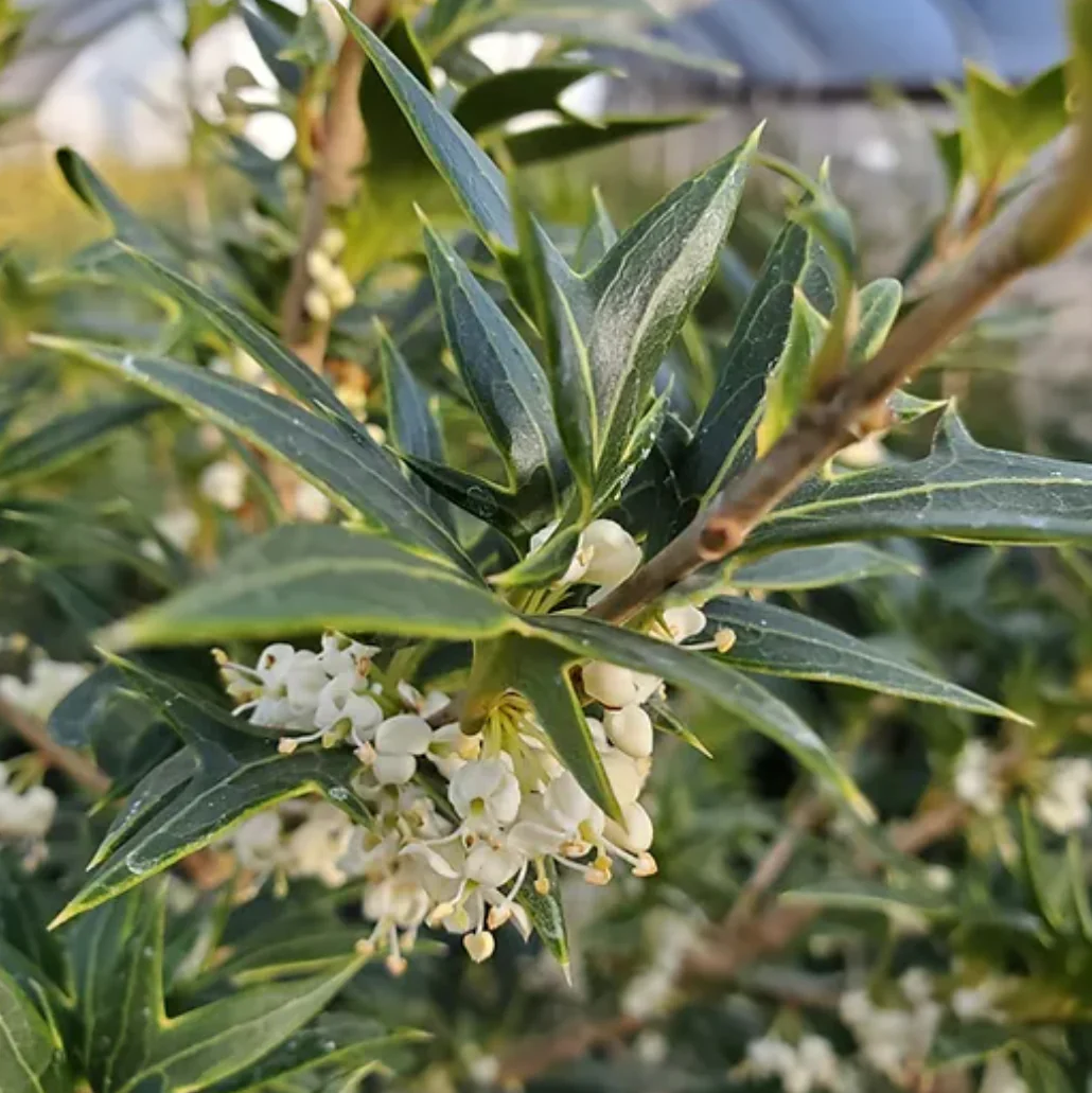 *RETAIL - Osmanthus heterophyllus 'Sasaba' - Image 3